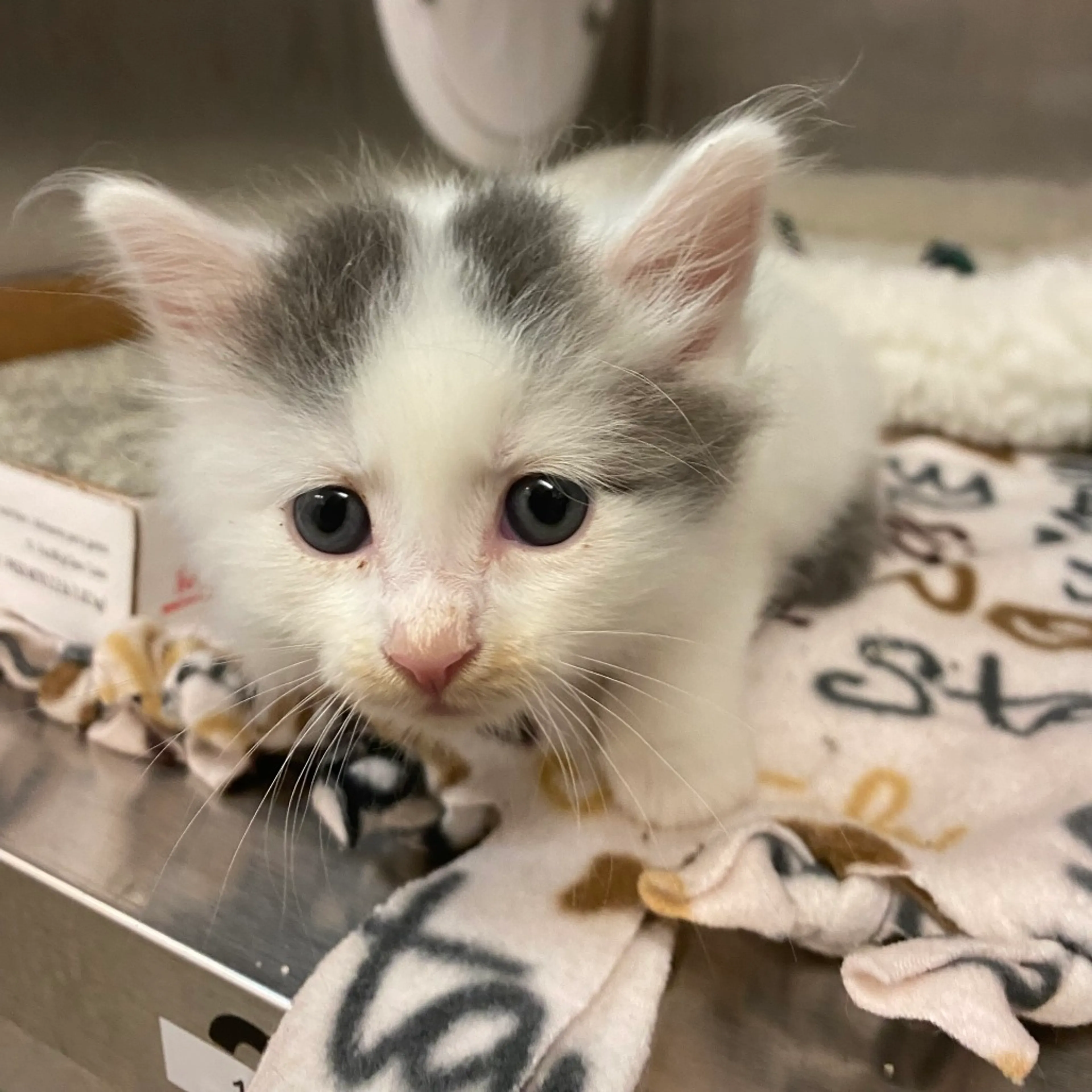 Found pet-2