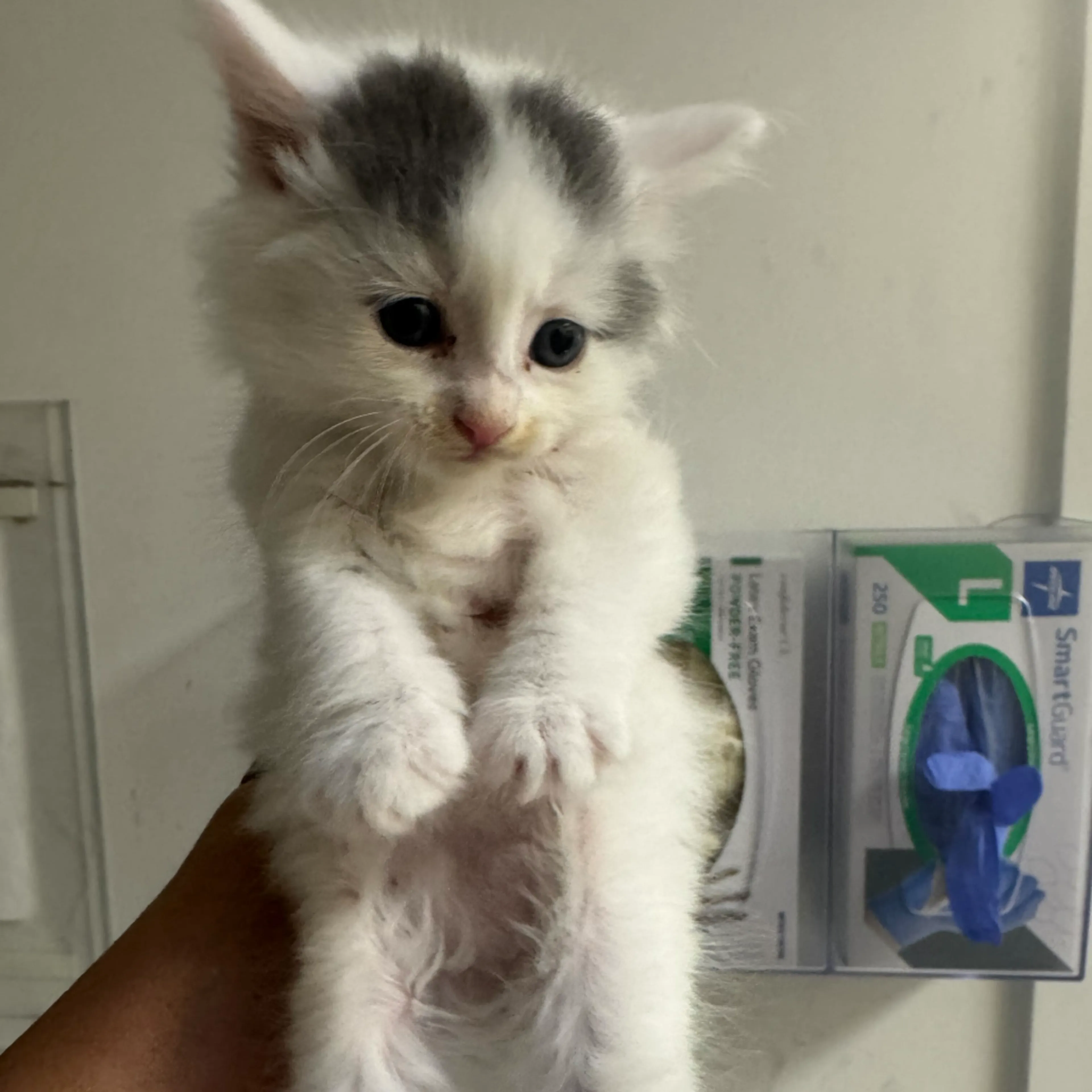 Found pet-1