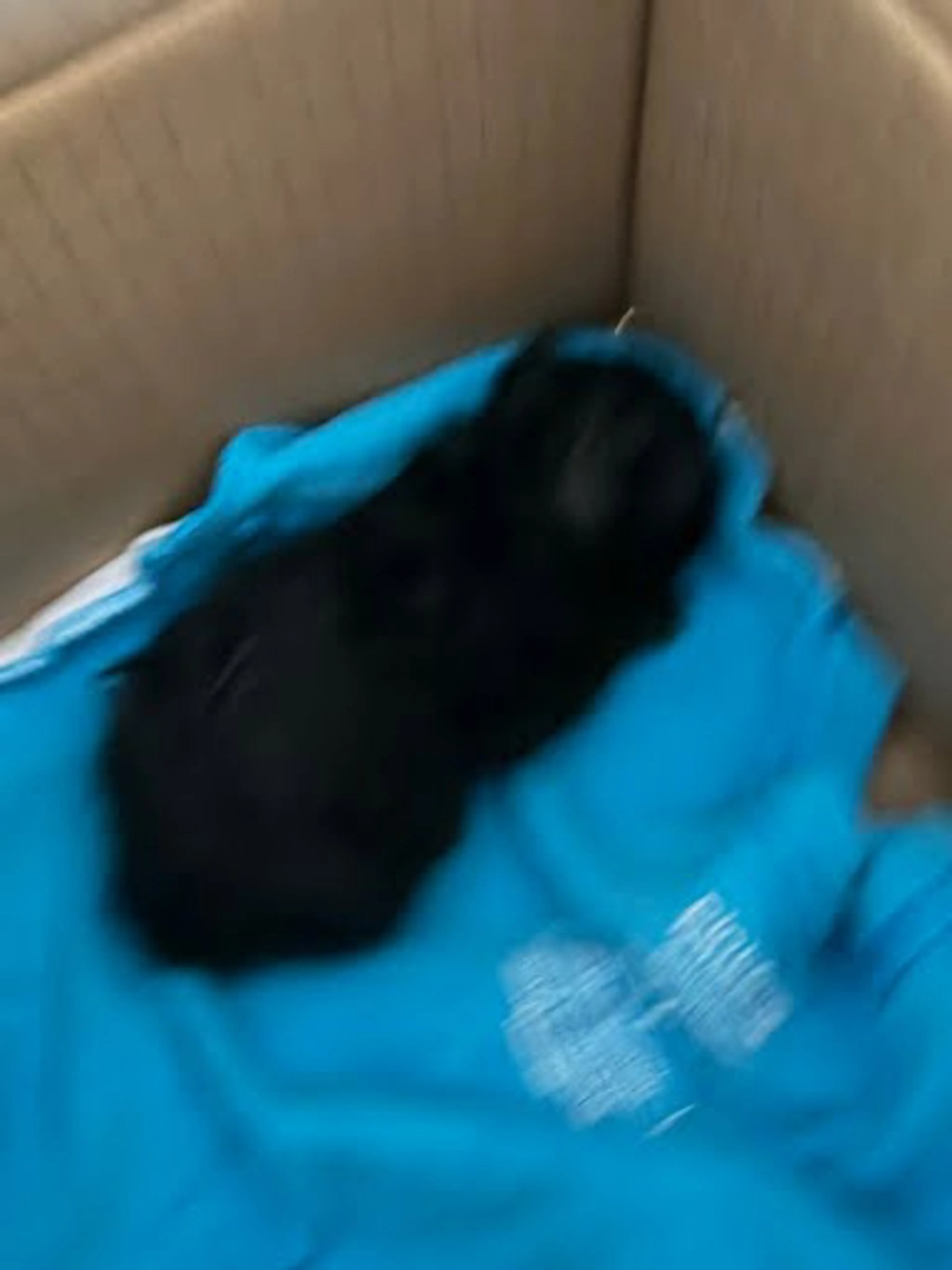 Found pet