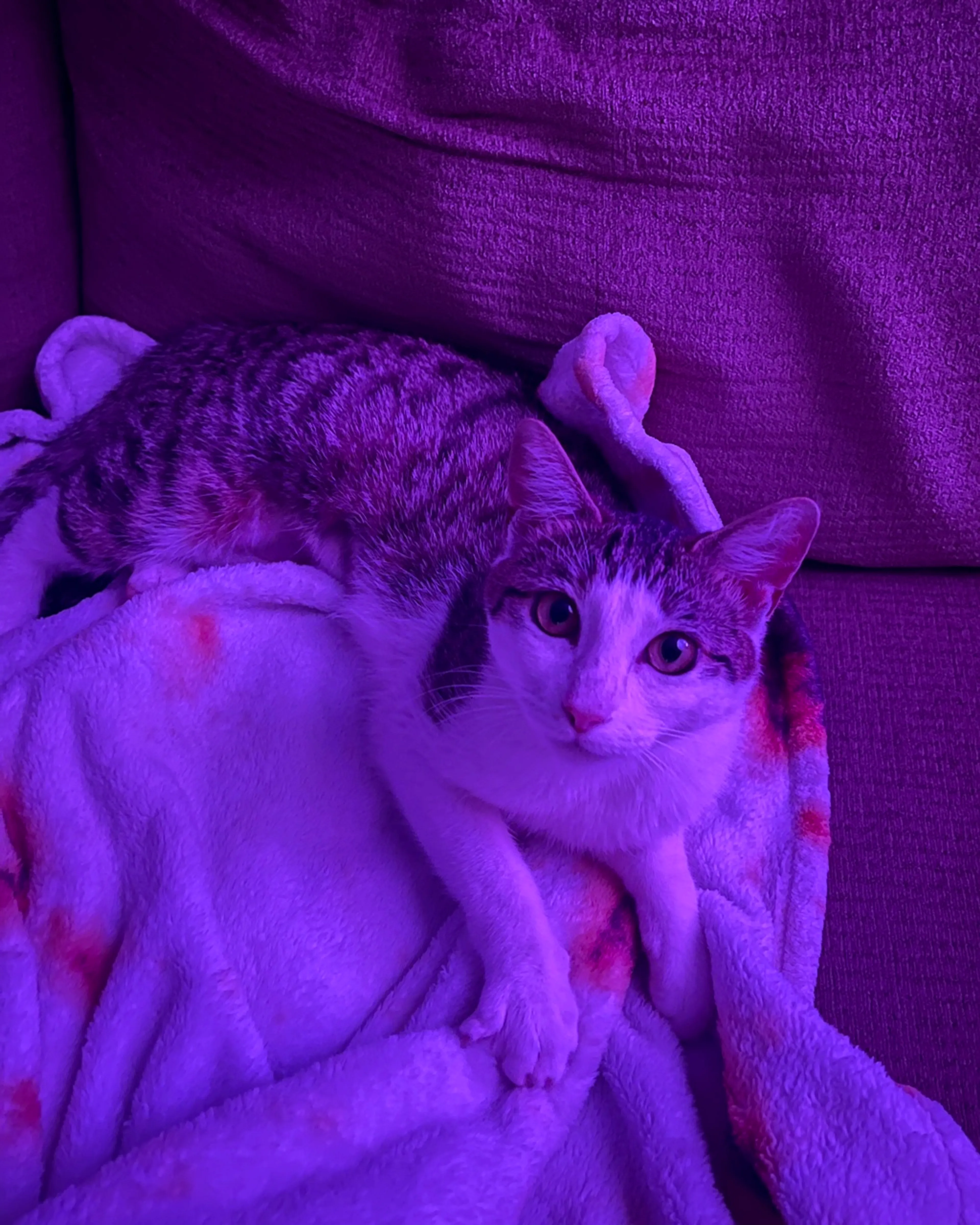 Found pet-2