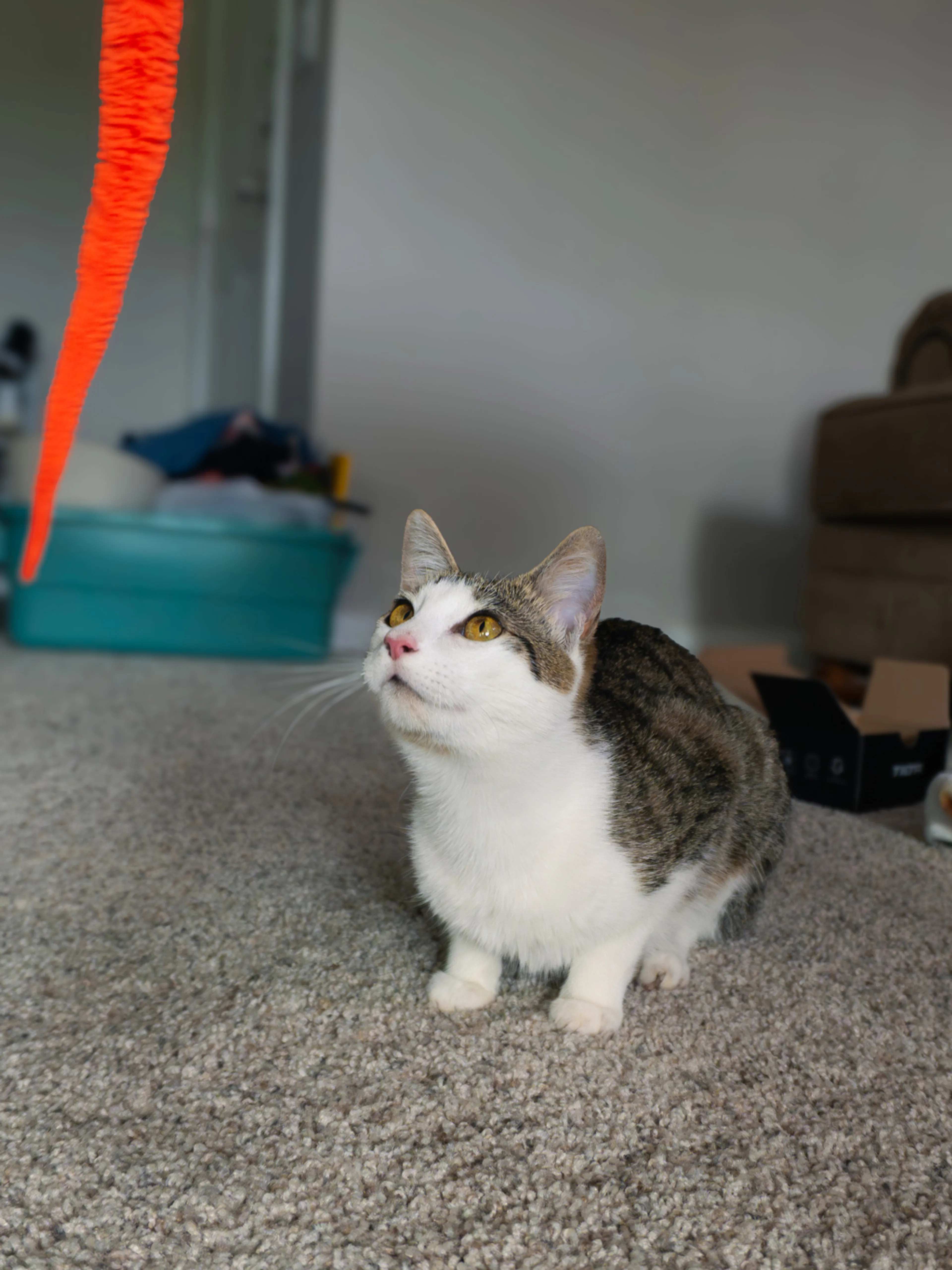 Found pet-2