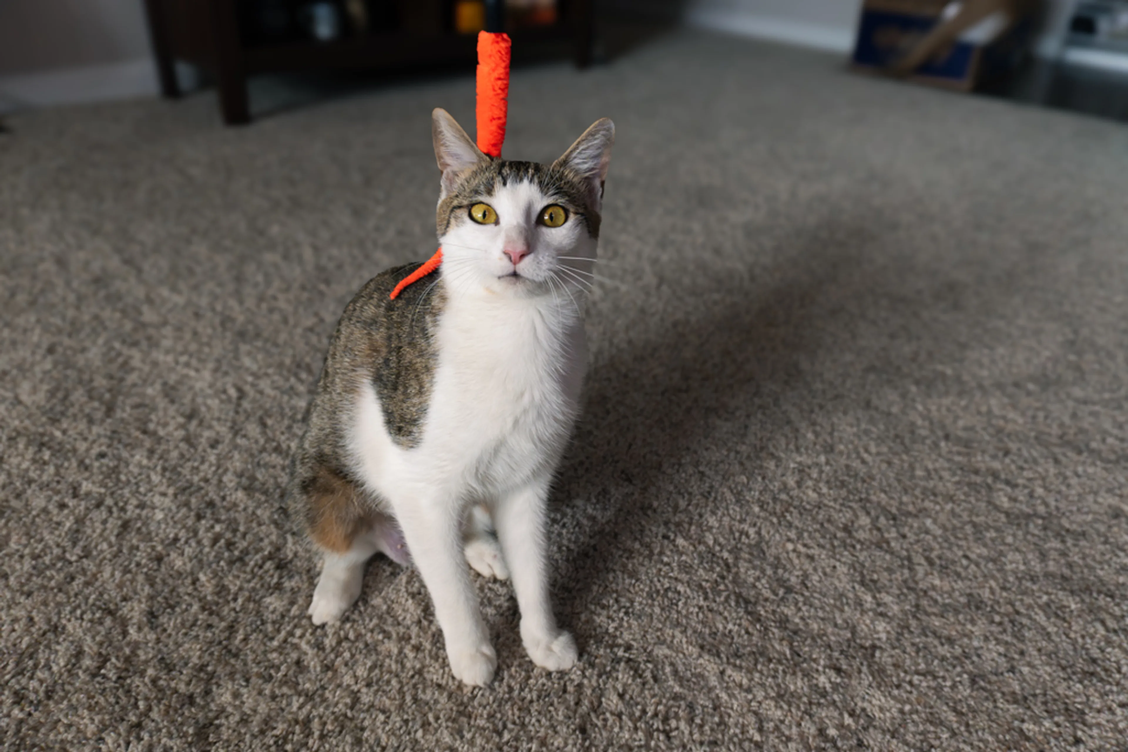 Found pet-5