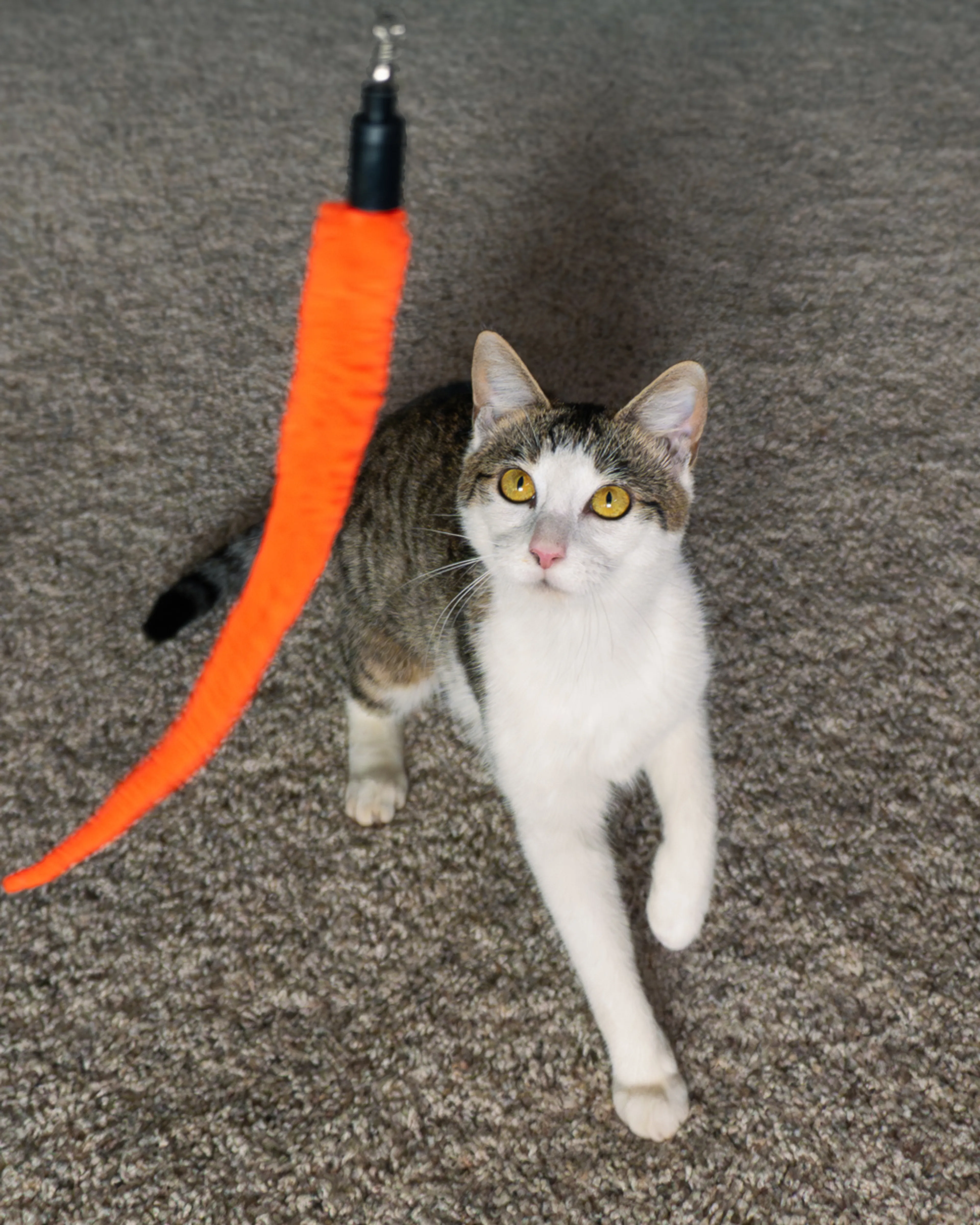 Found pet-3