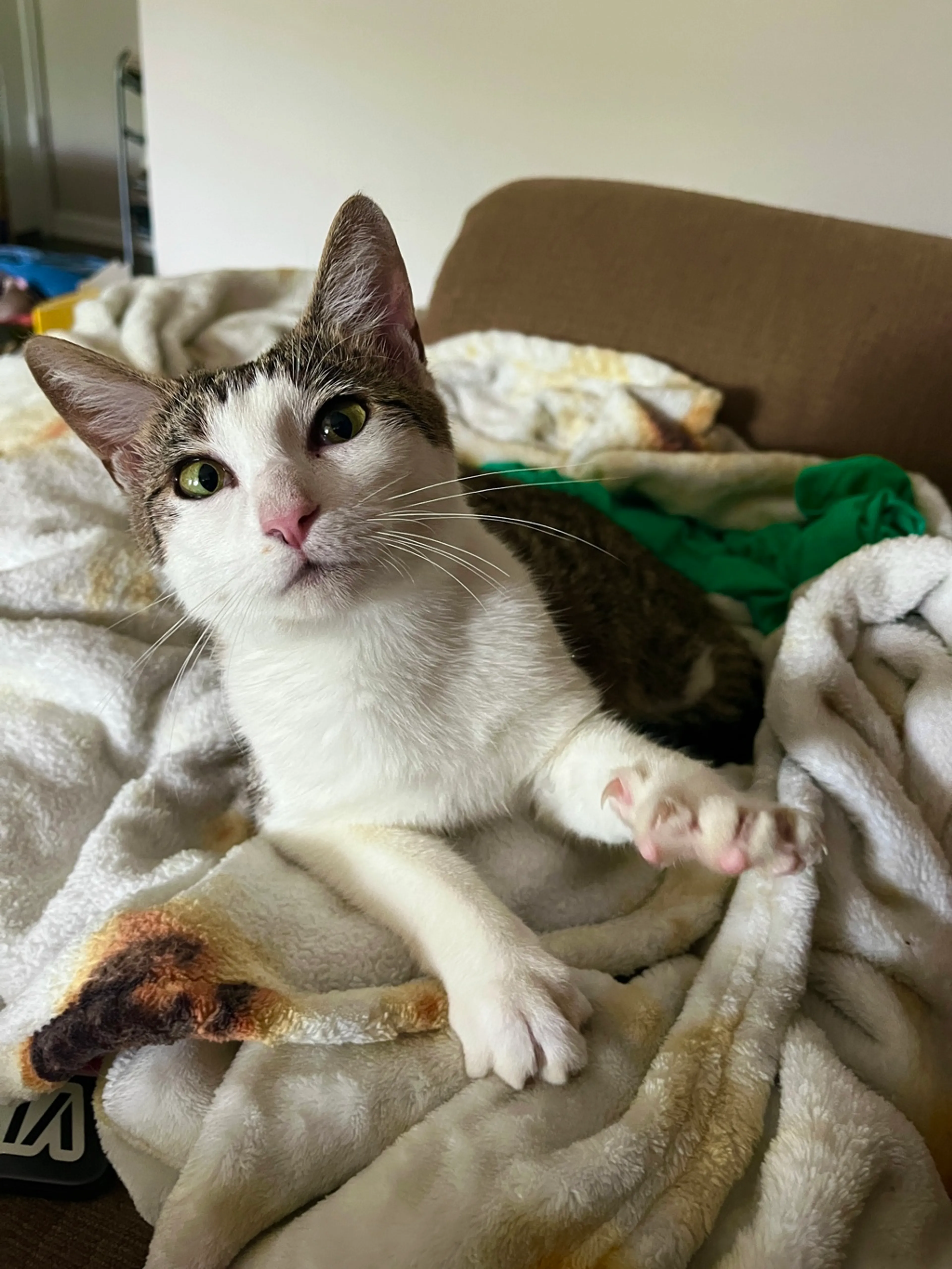 Found pet-1