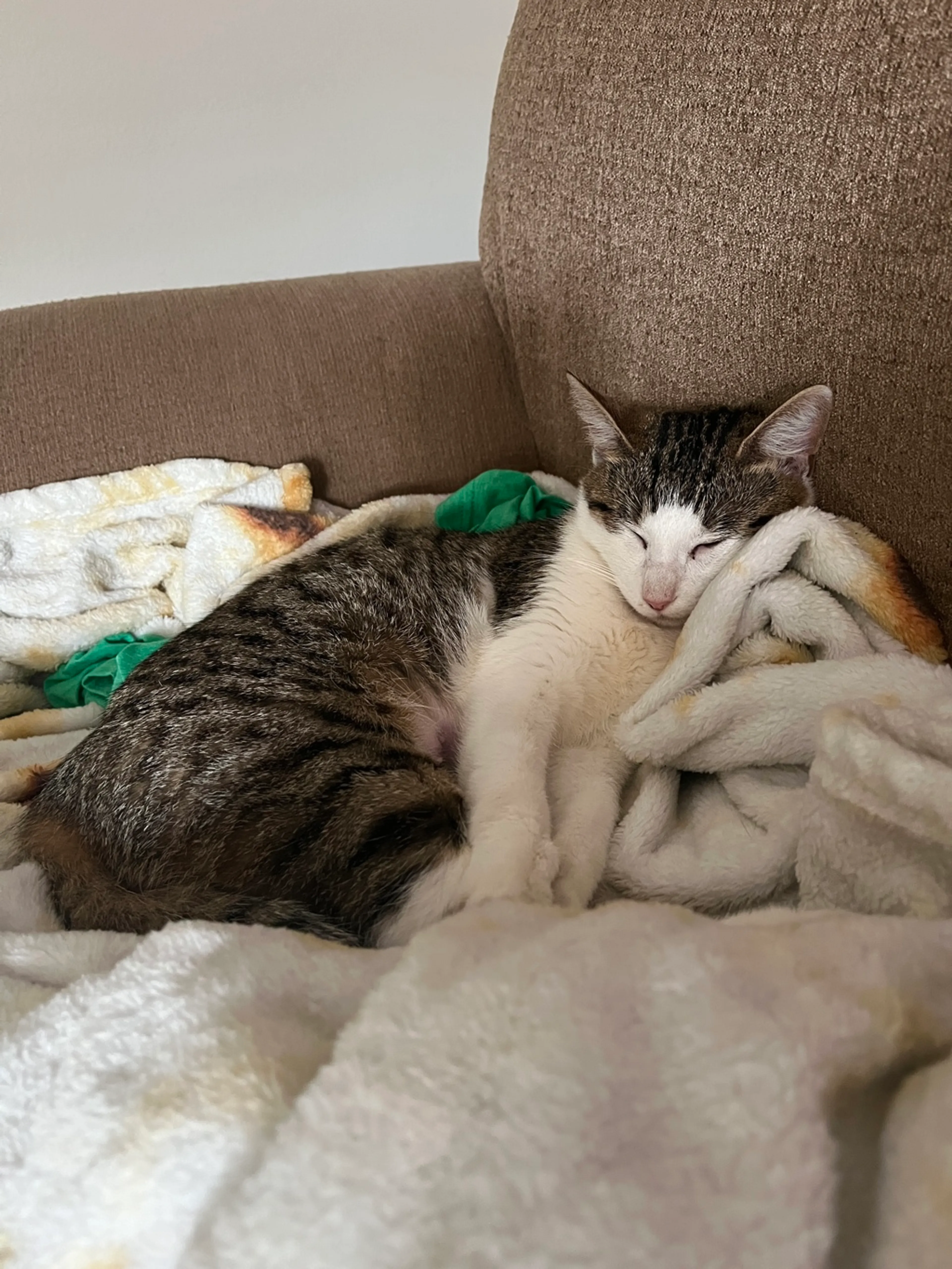 Found pet-1