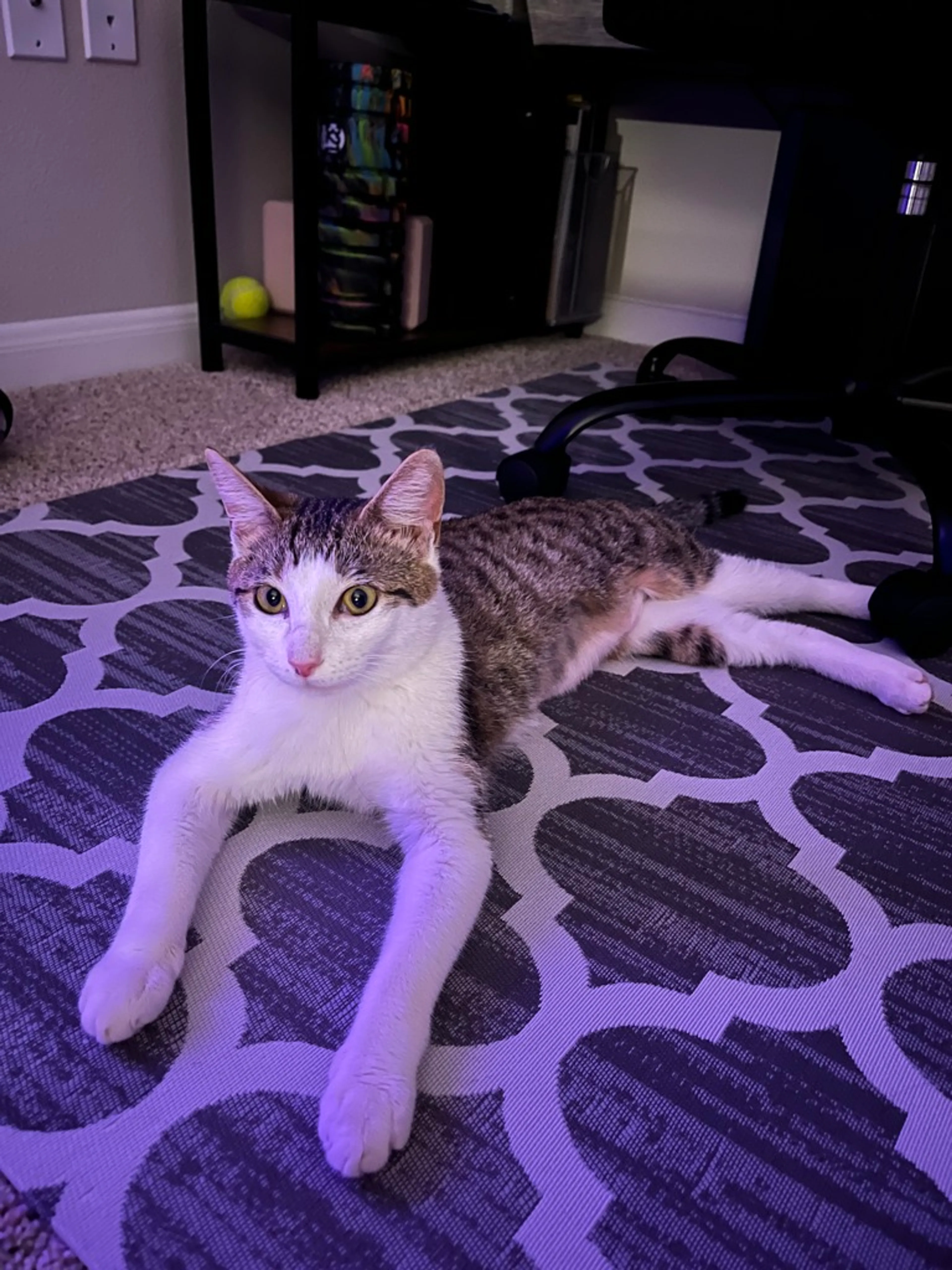 Found pet-3