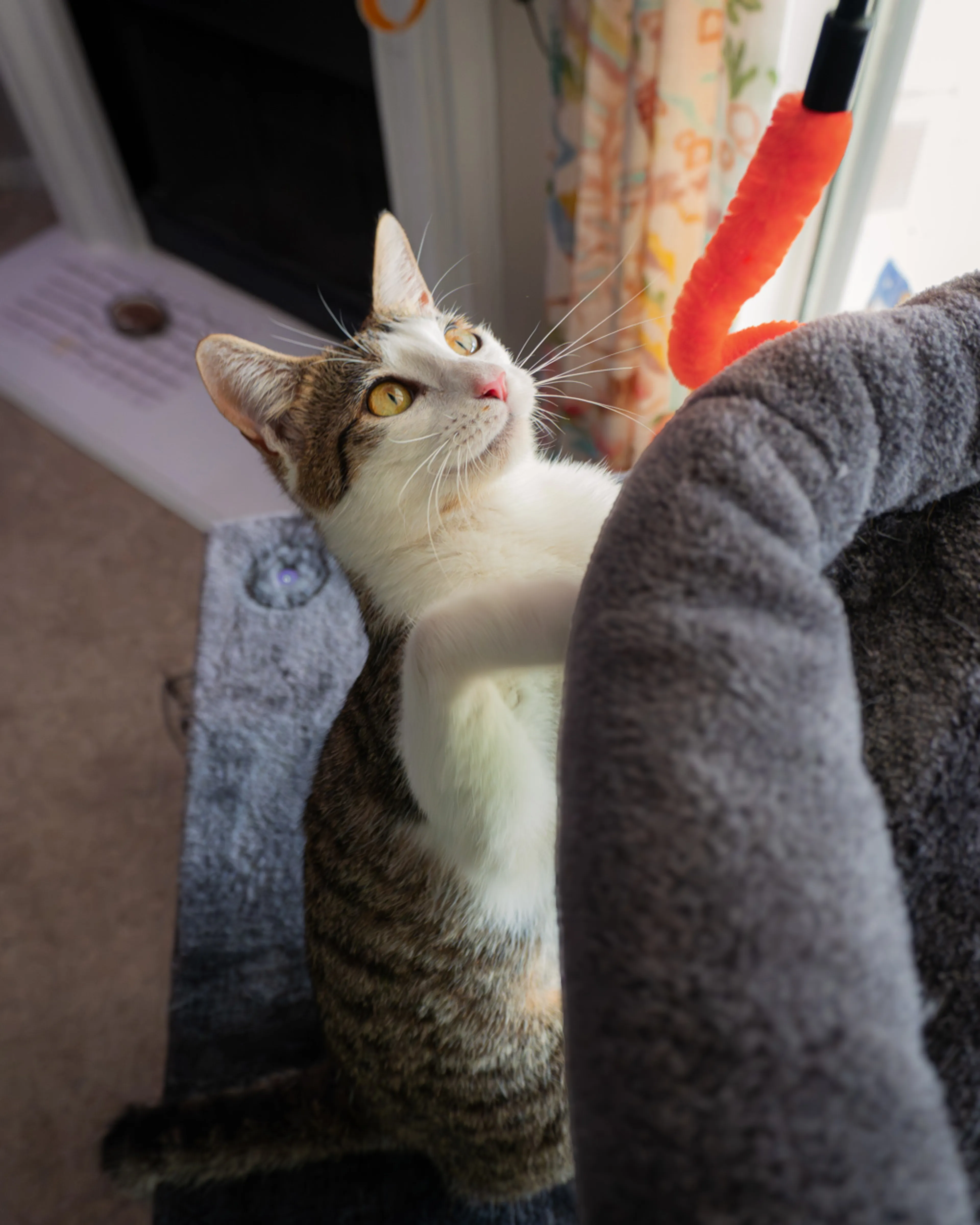 Found pet-4