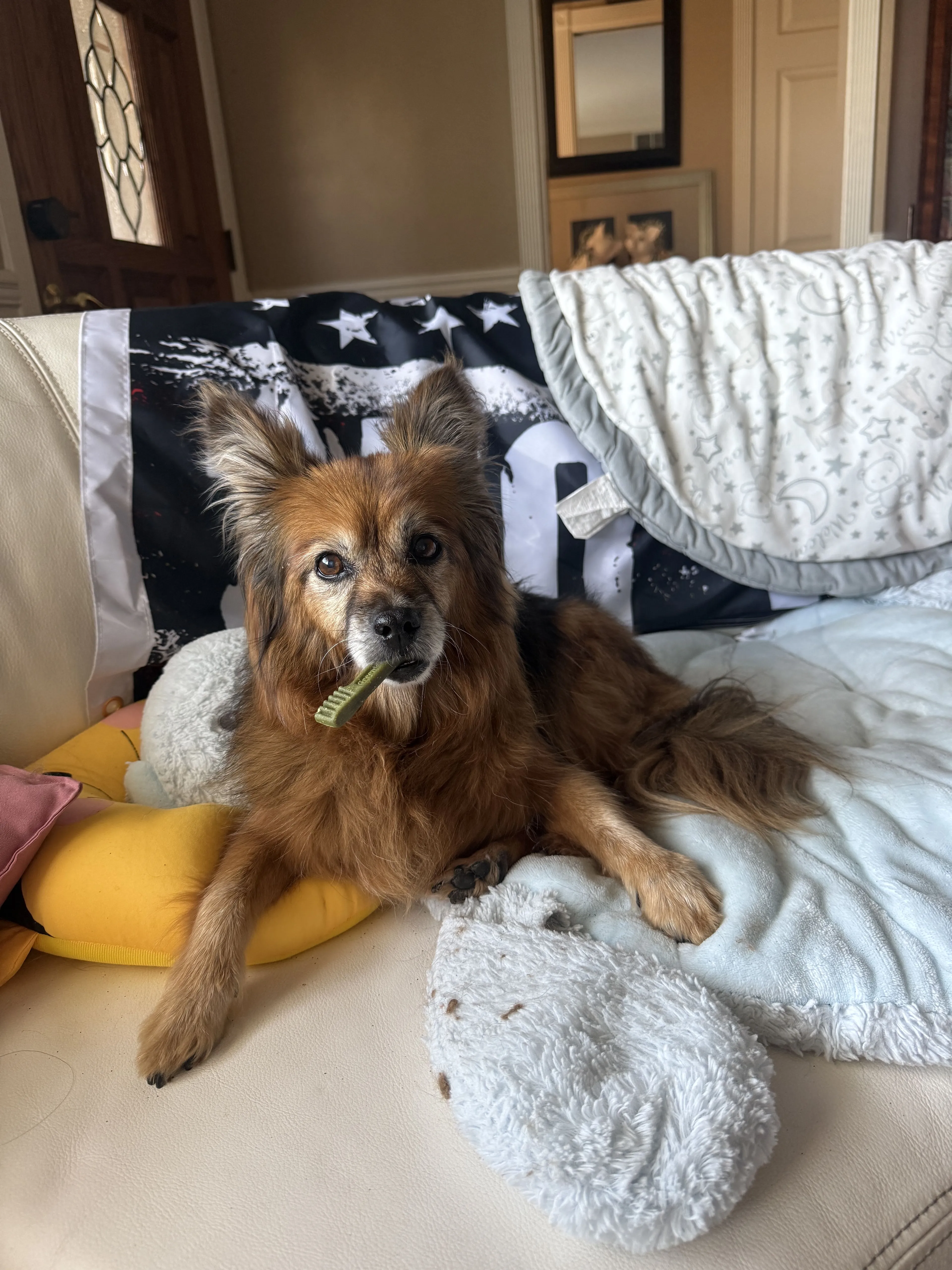 Lost pet-1