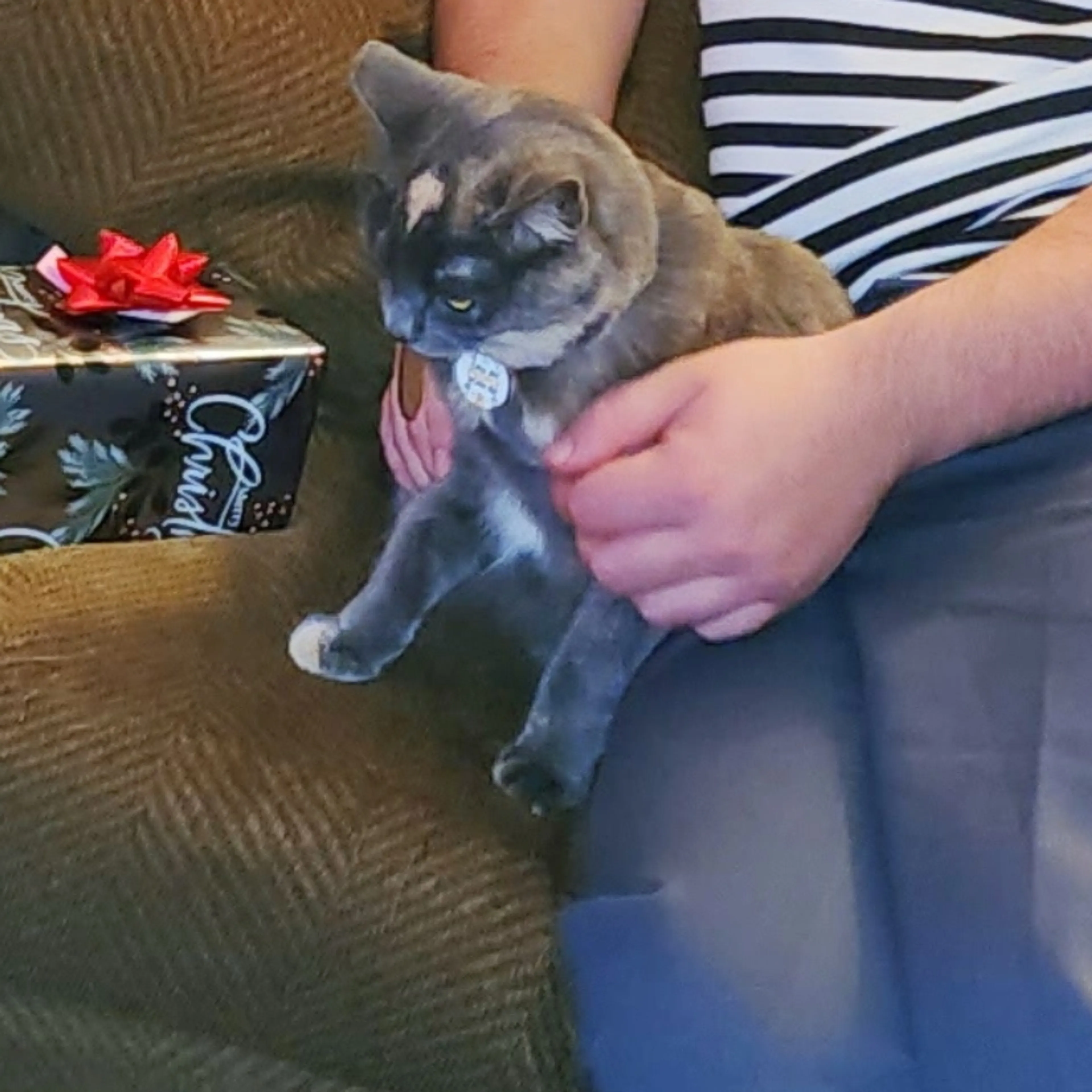 Lost pet-1