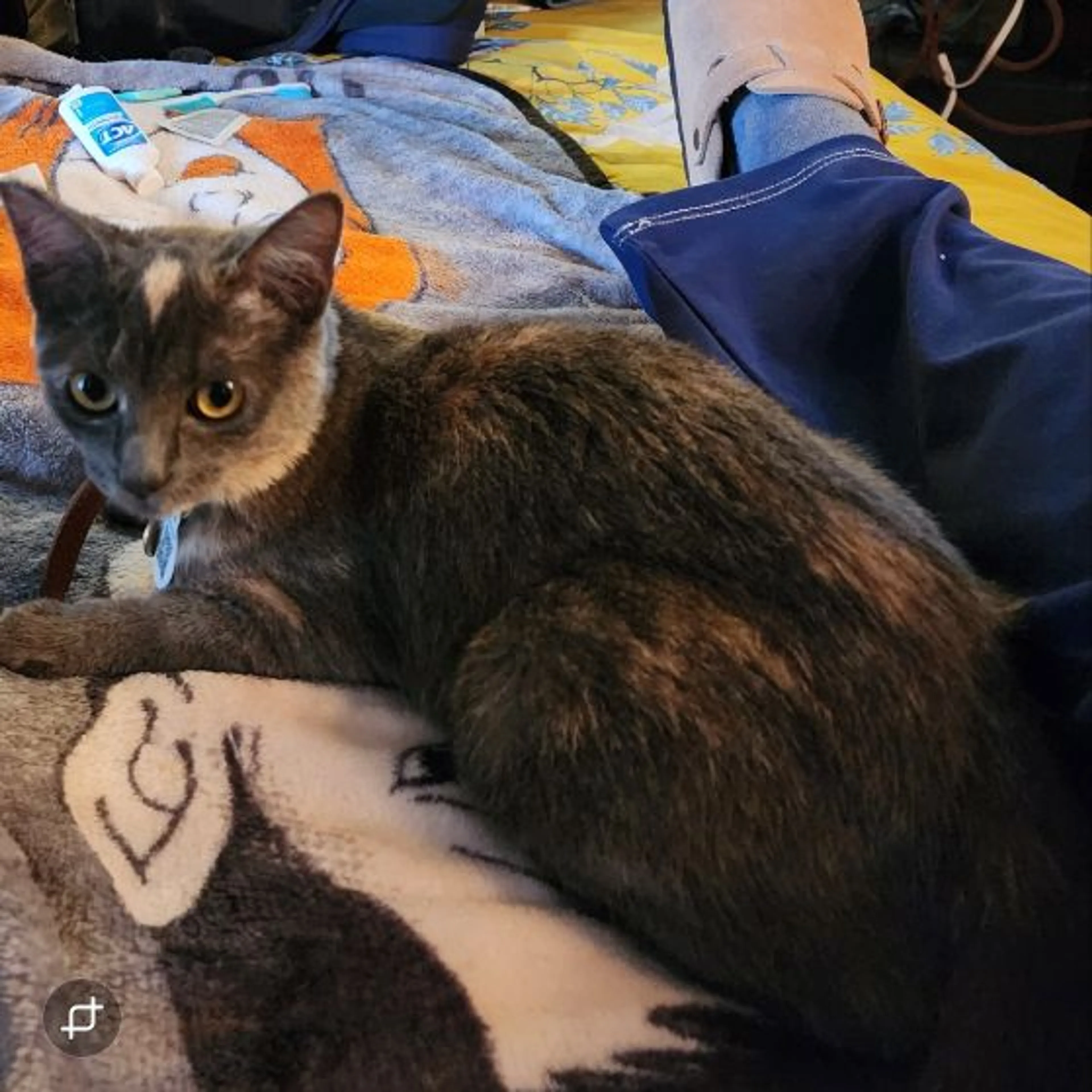 Lost pet-0