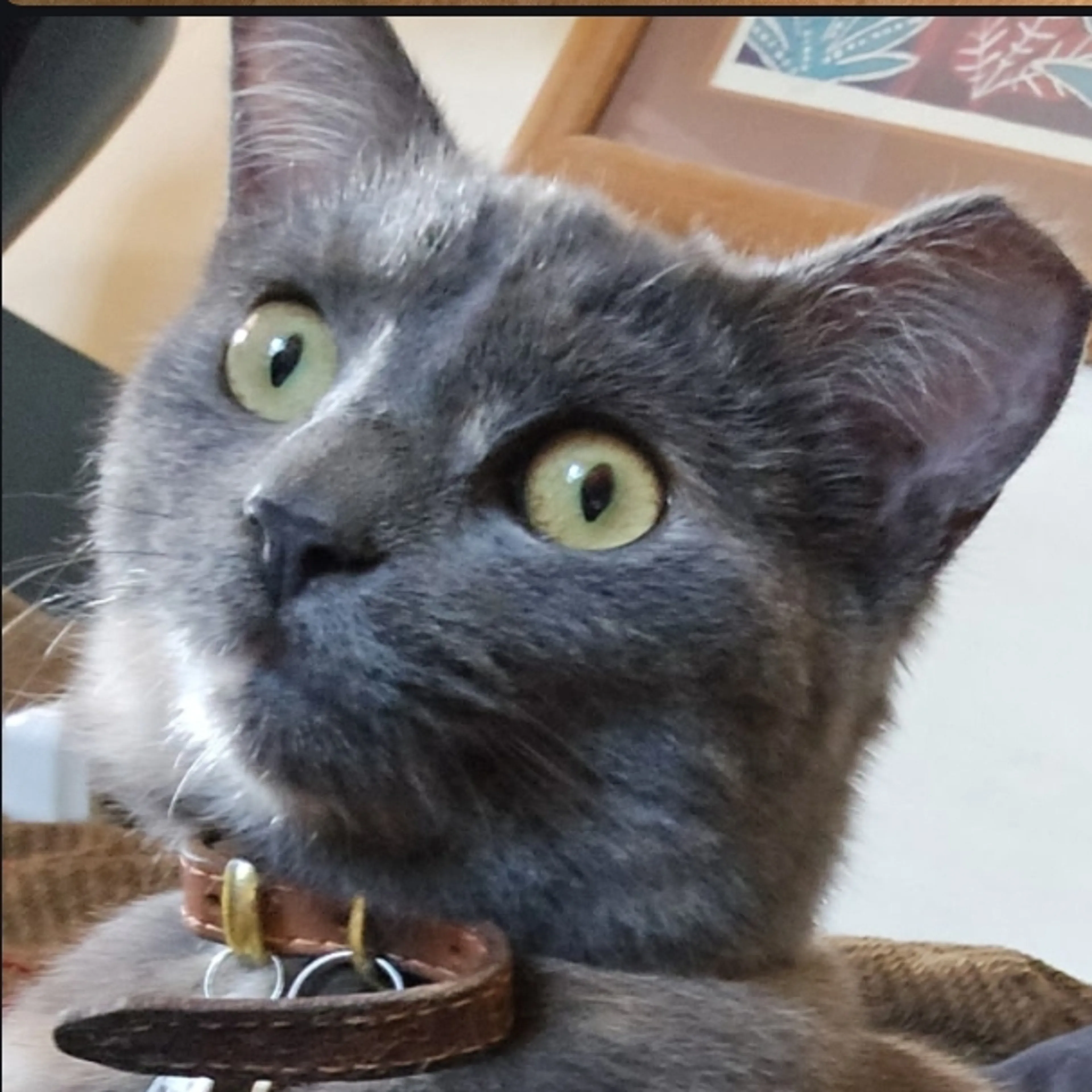 Lost pet-2