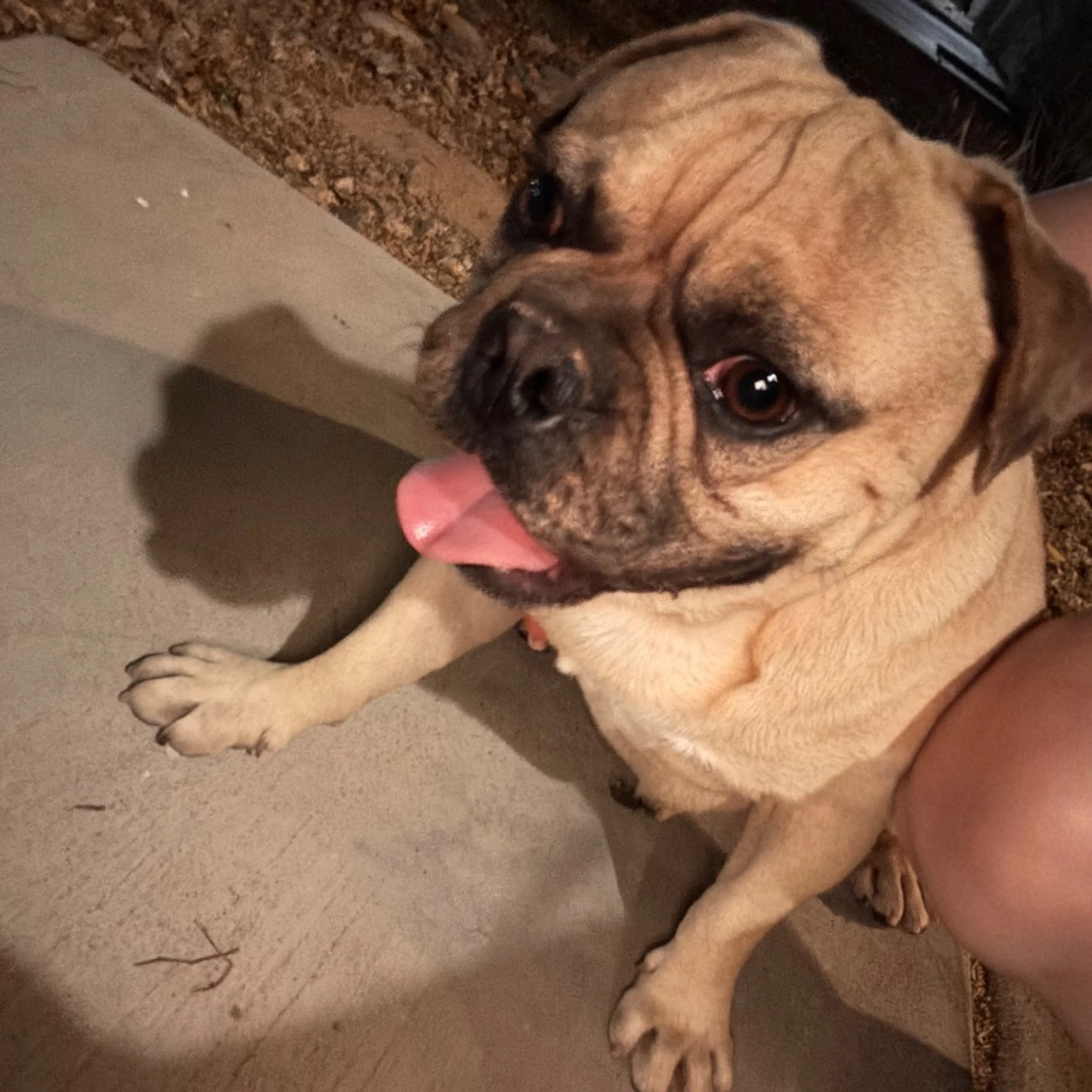 Found pet