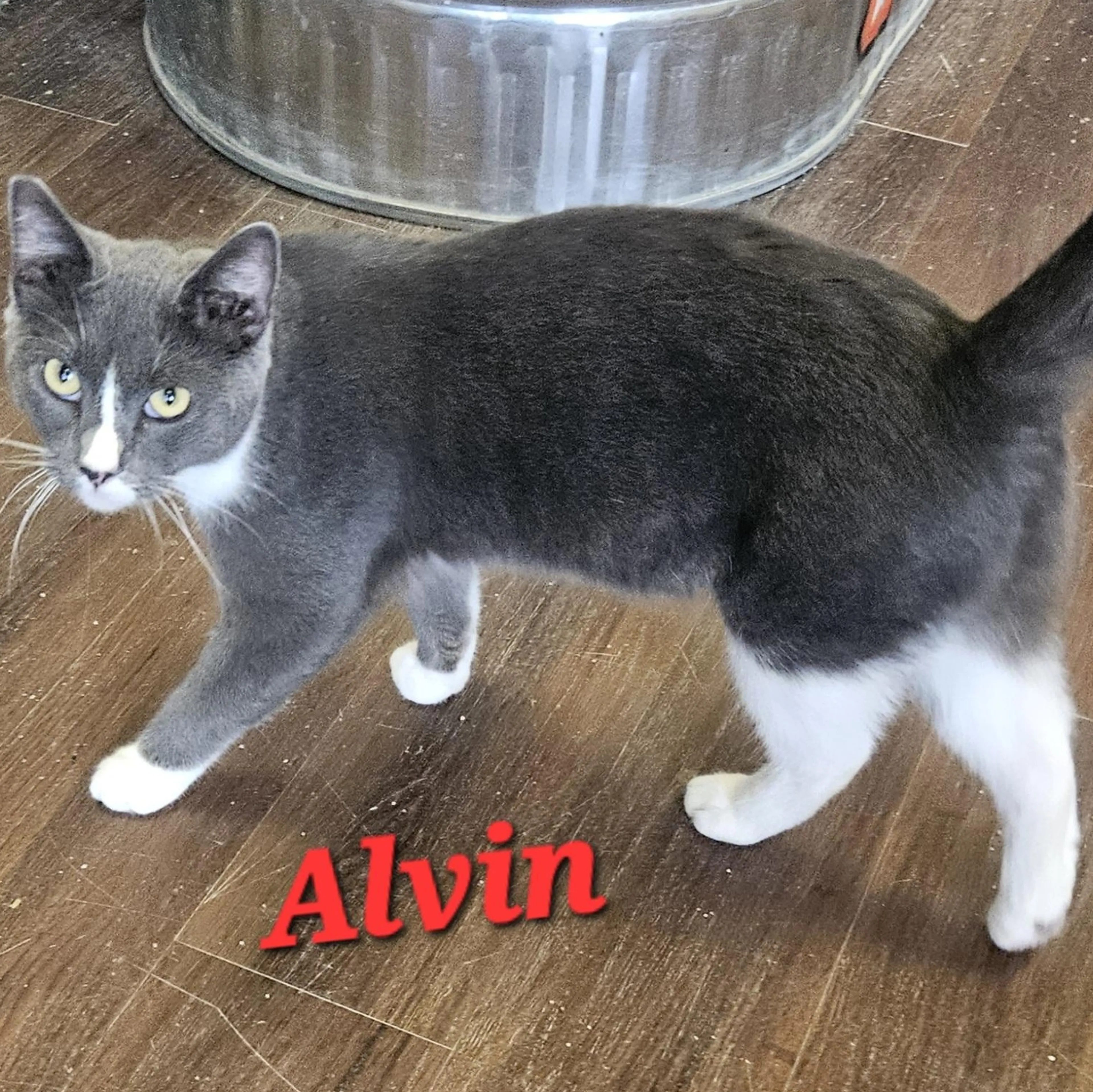 Found pet-2