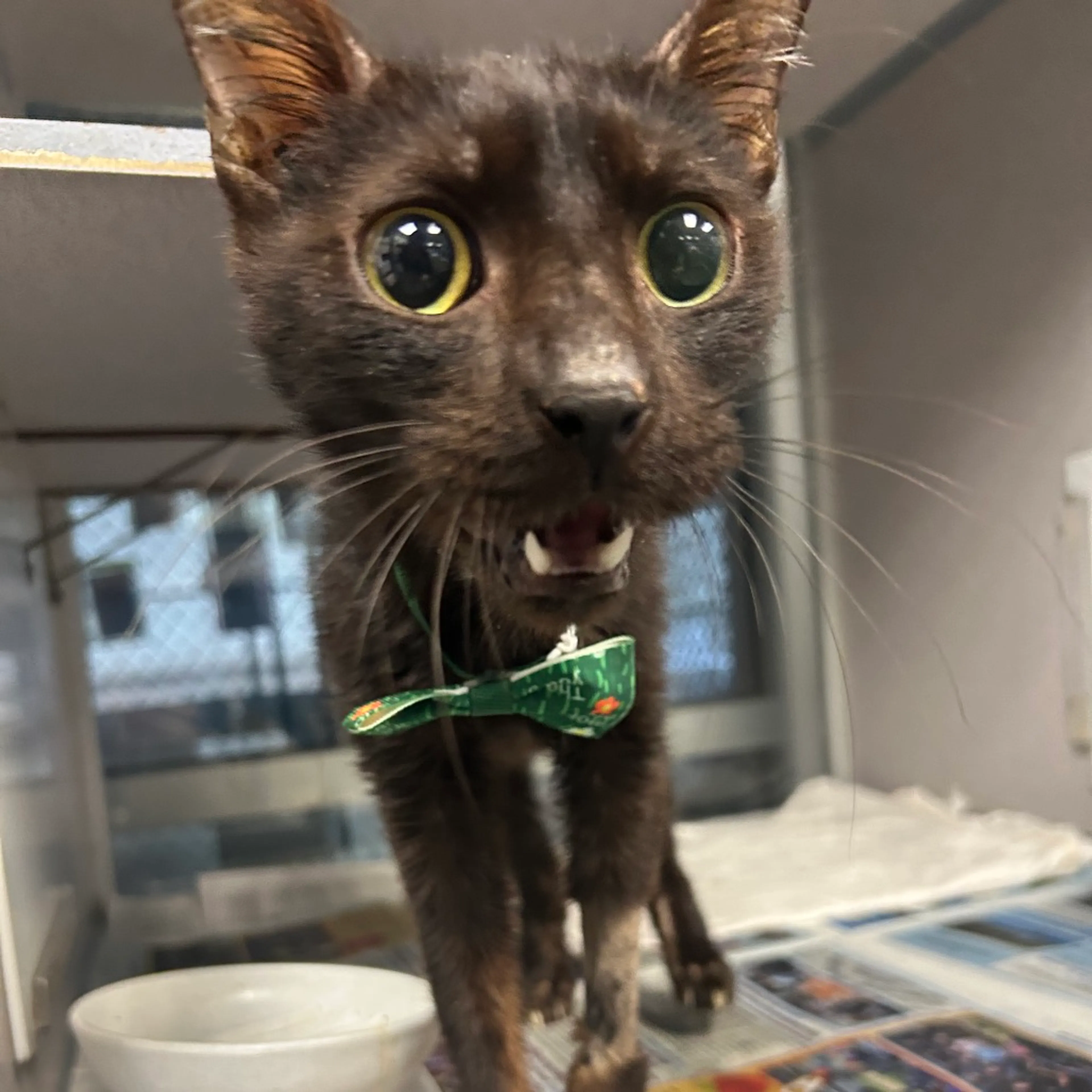Found pet-1