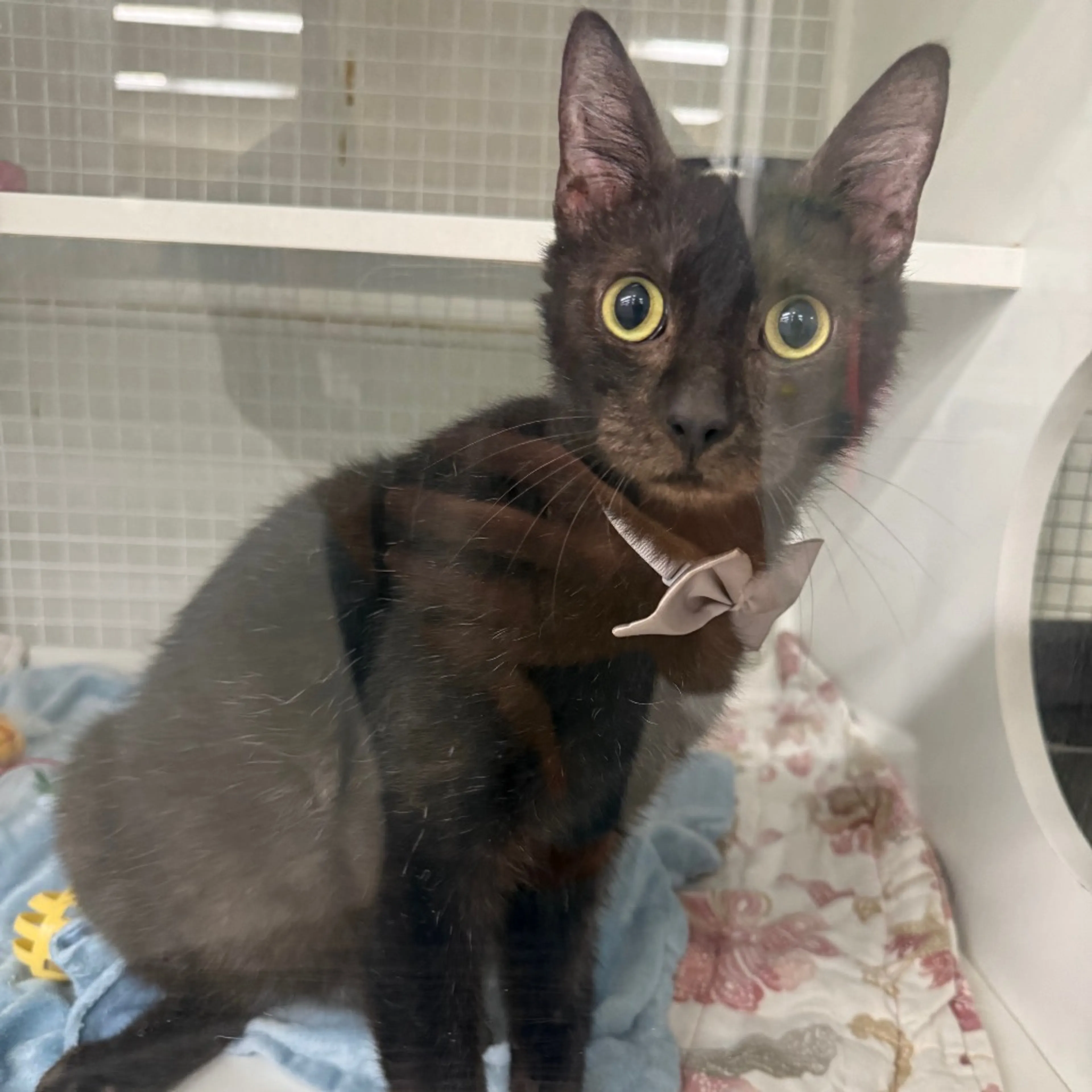 Found pet-4