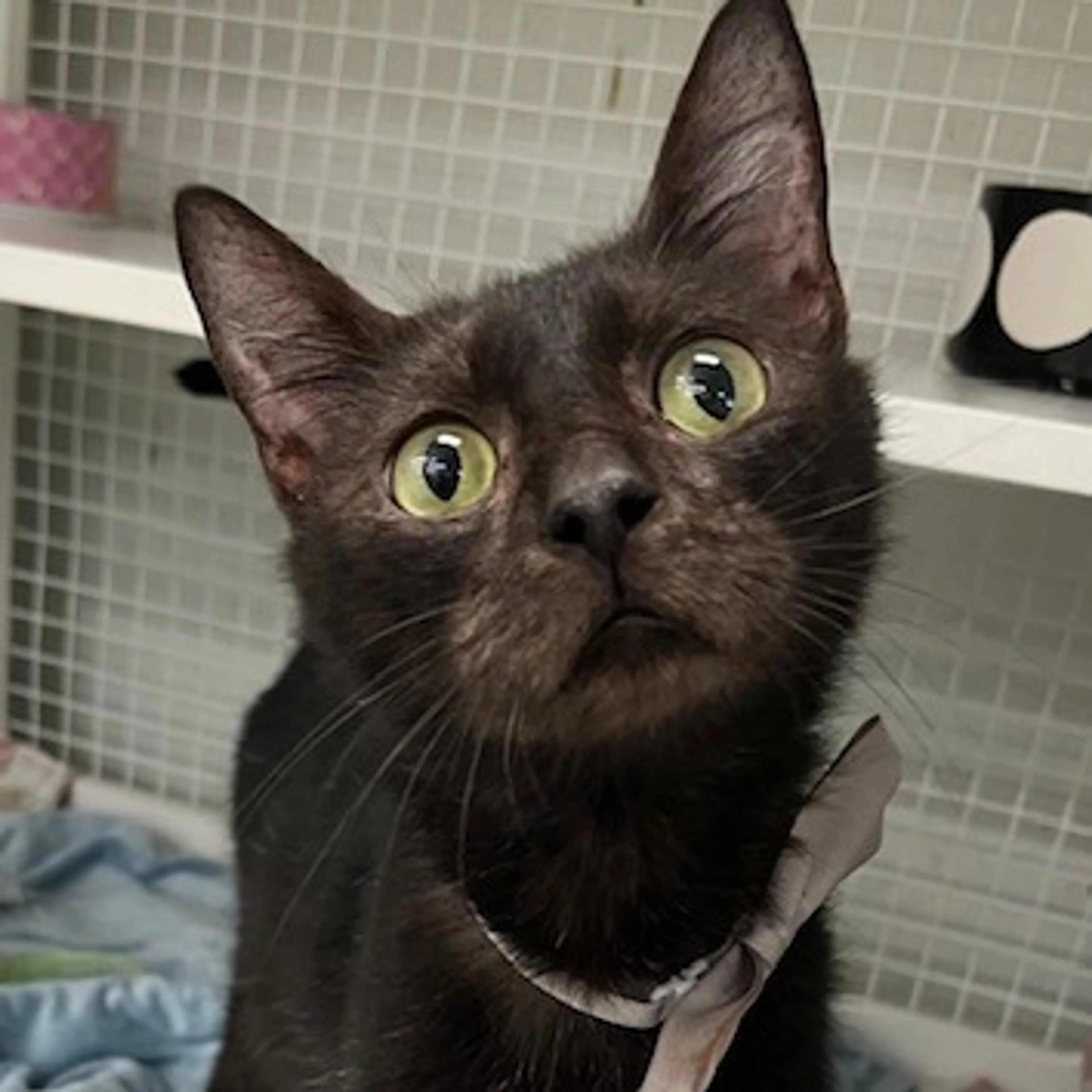 Found pet-6
