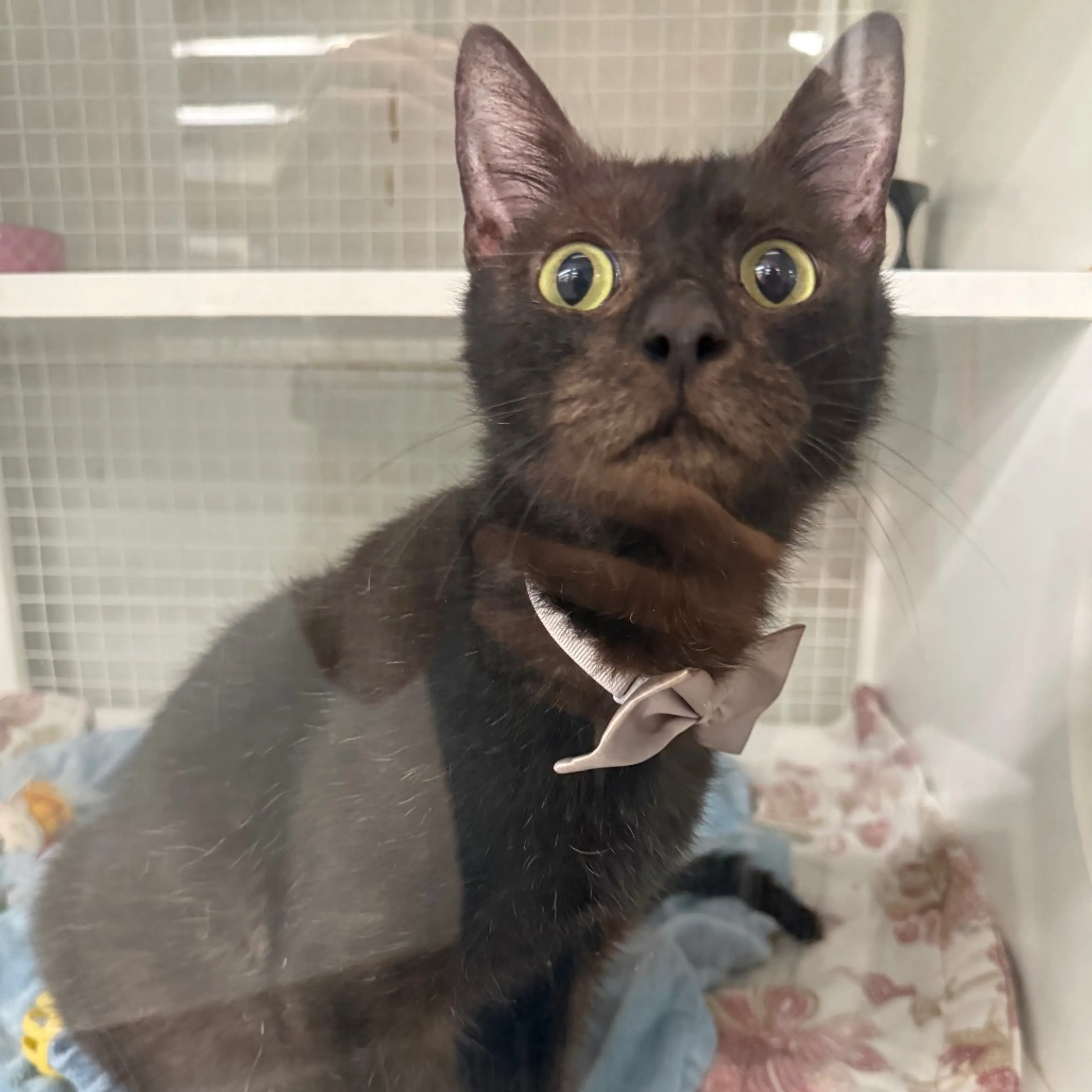 Found pet-5