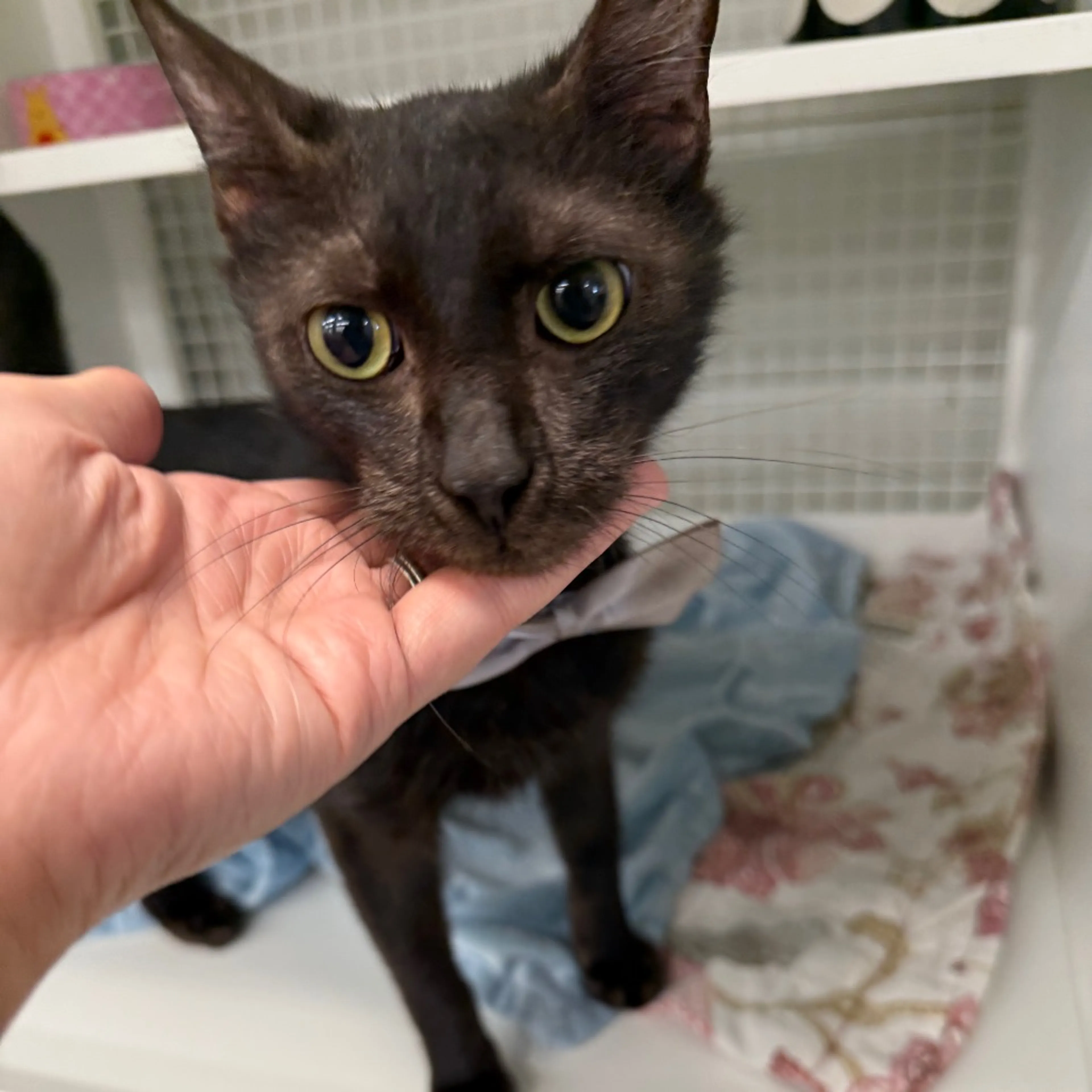 Found pet-3
