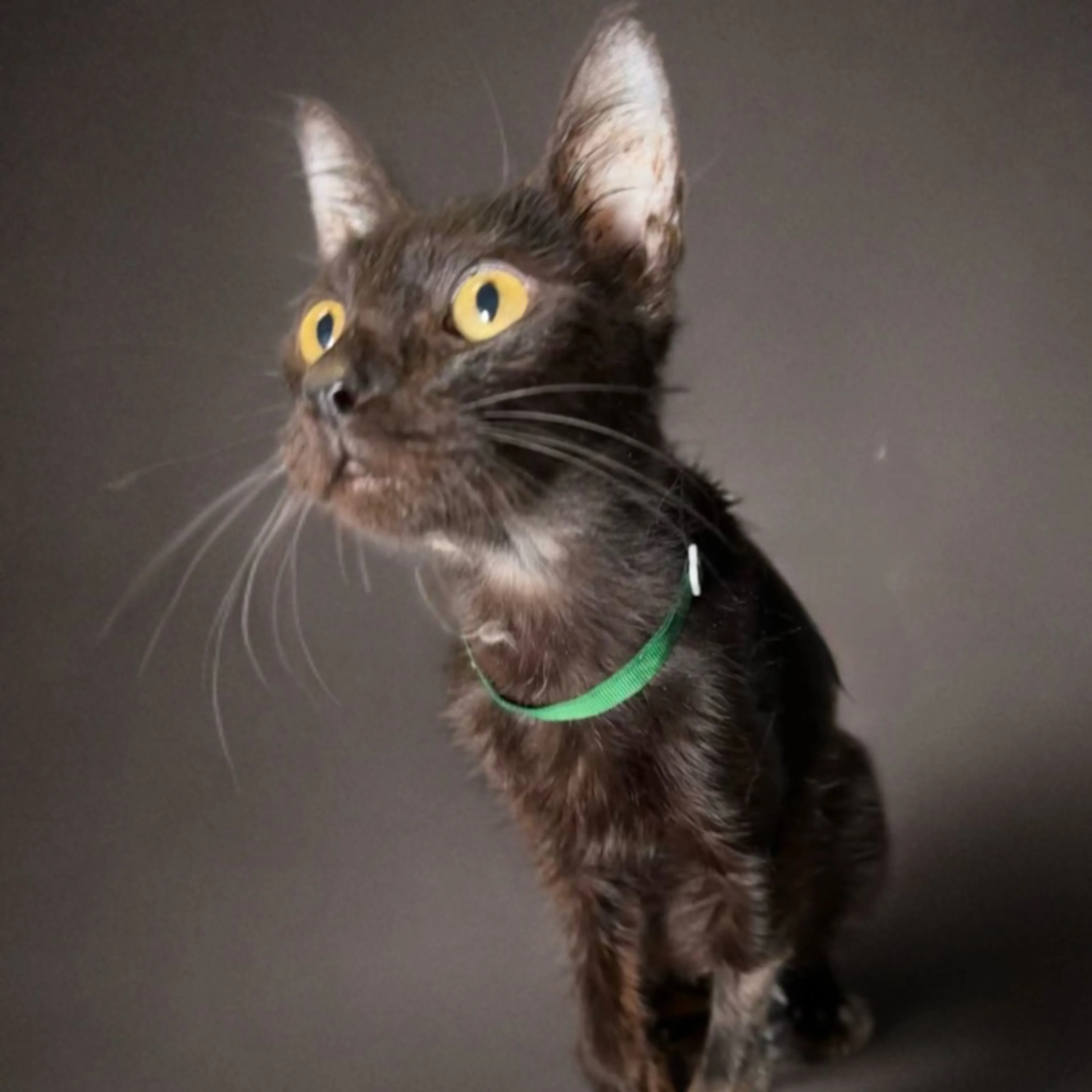 Found pet-2