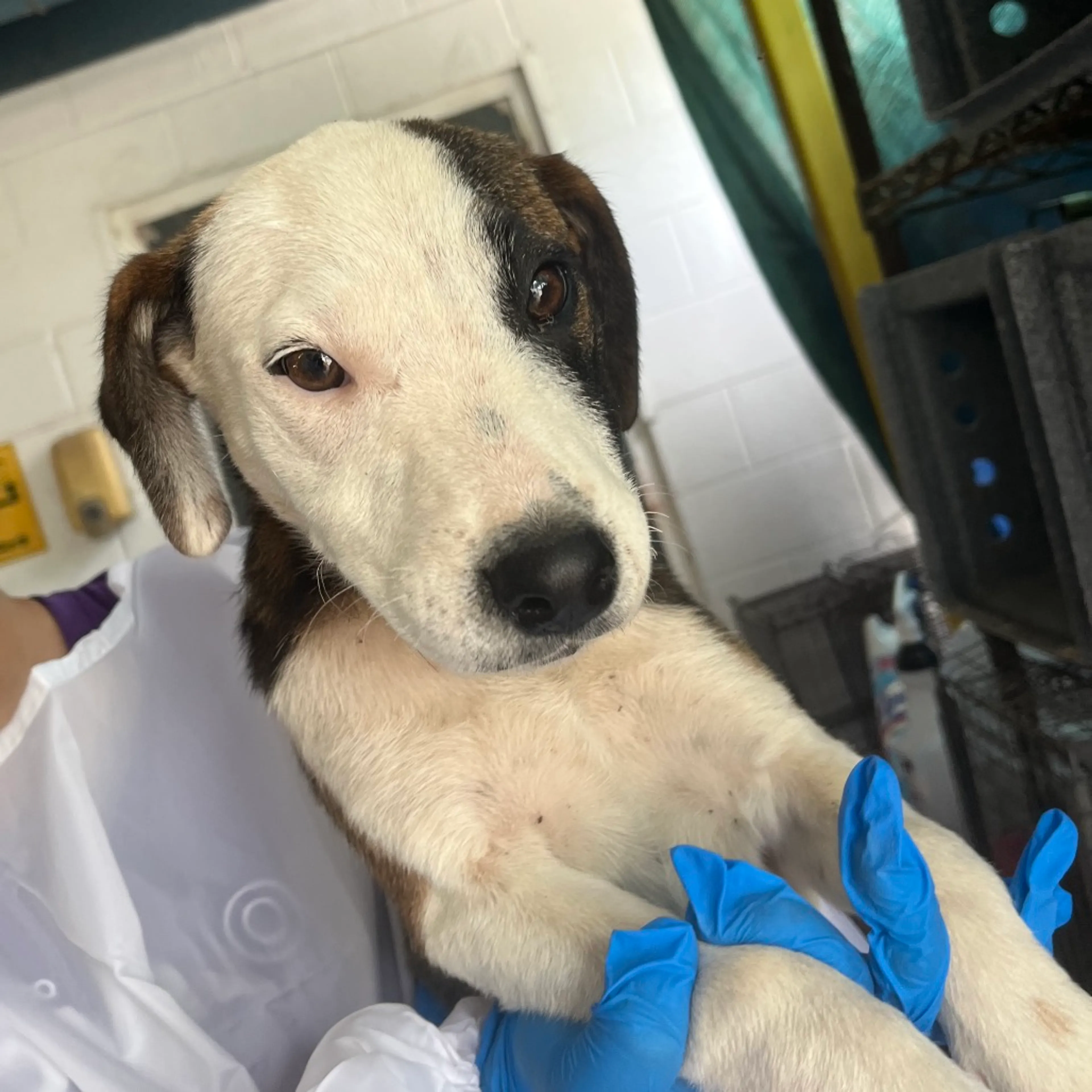 Found pet
