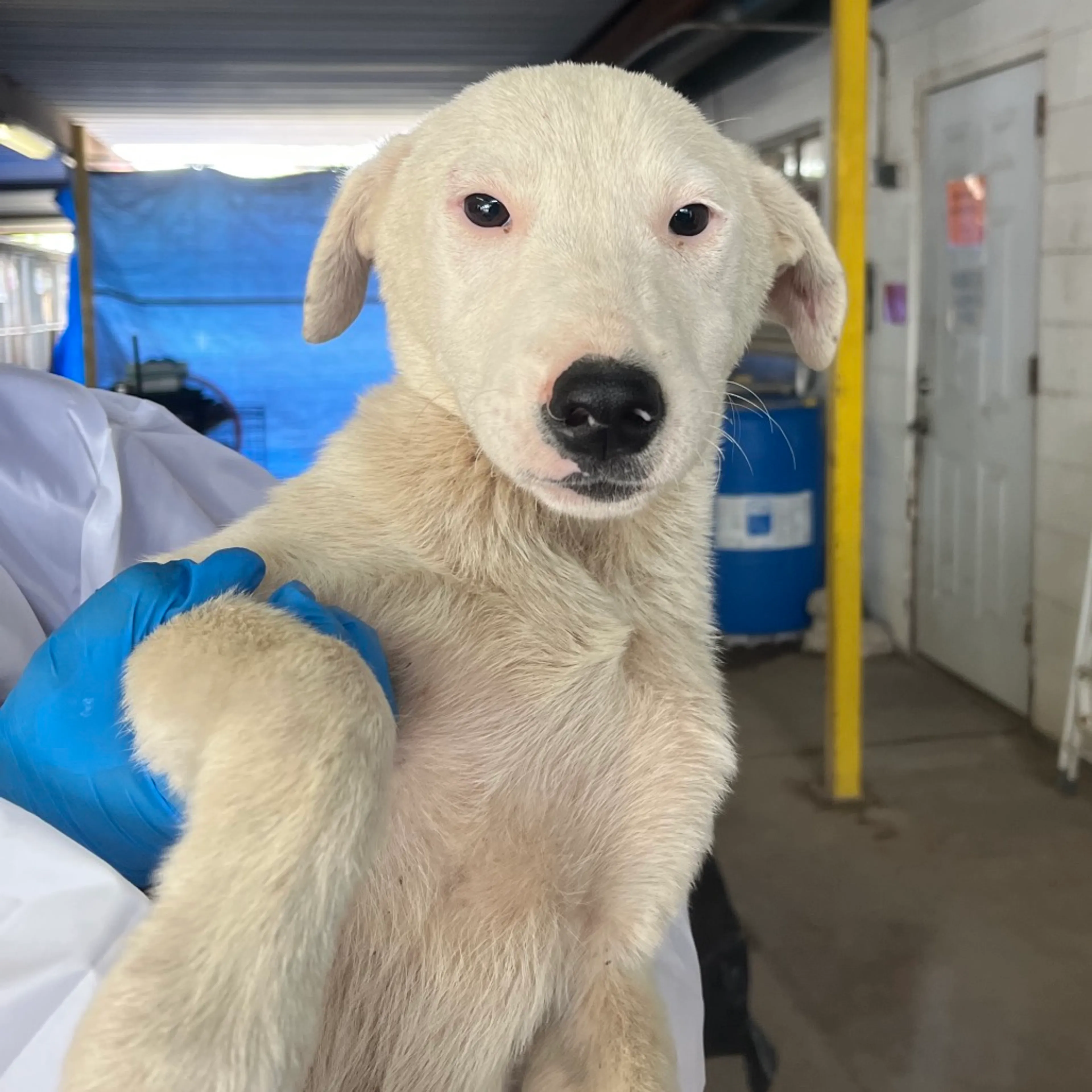Found pet