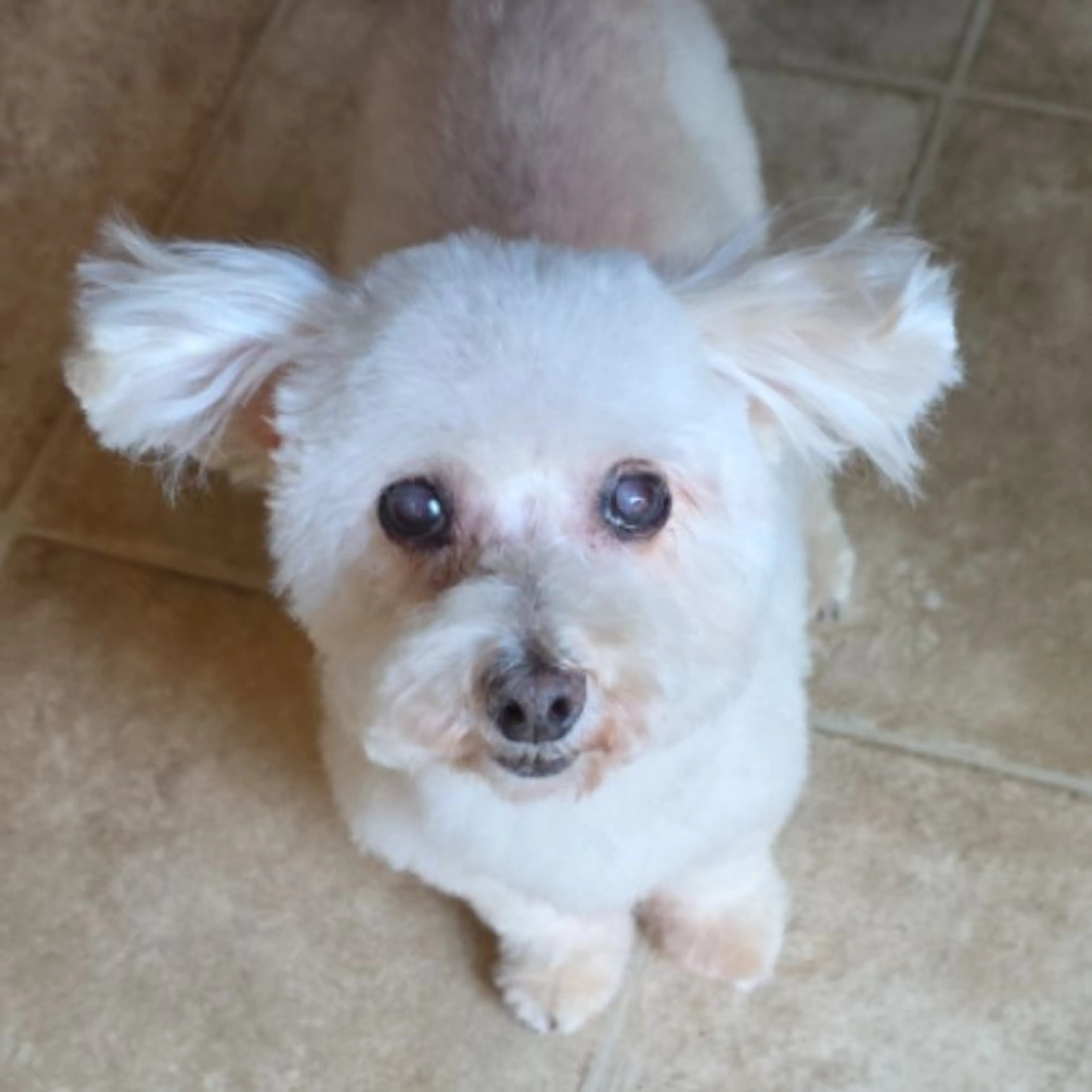 Found pet