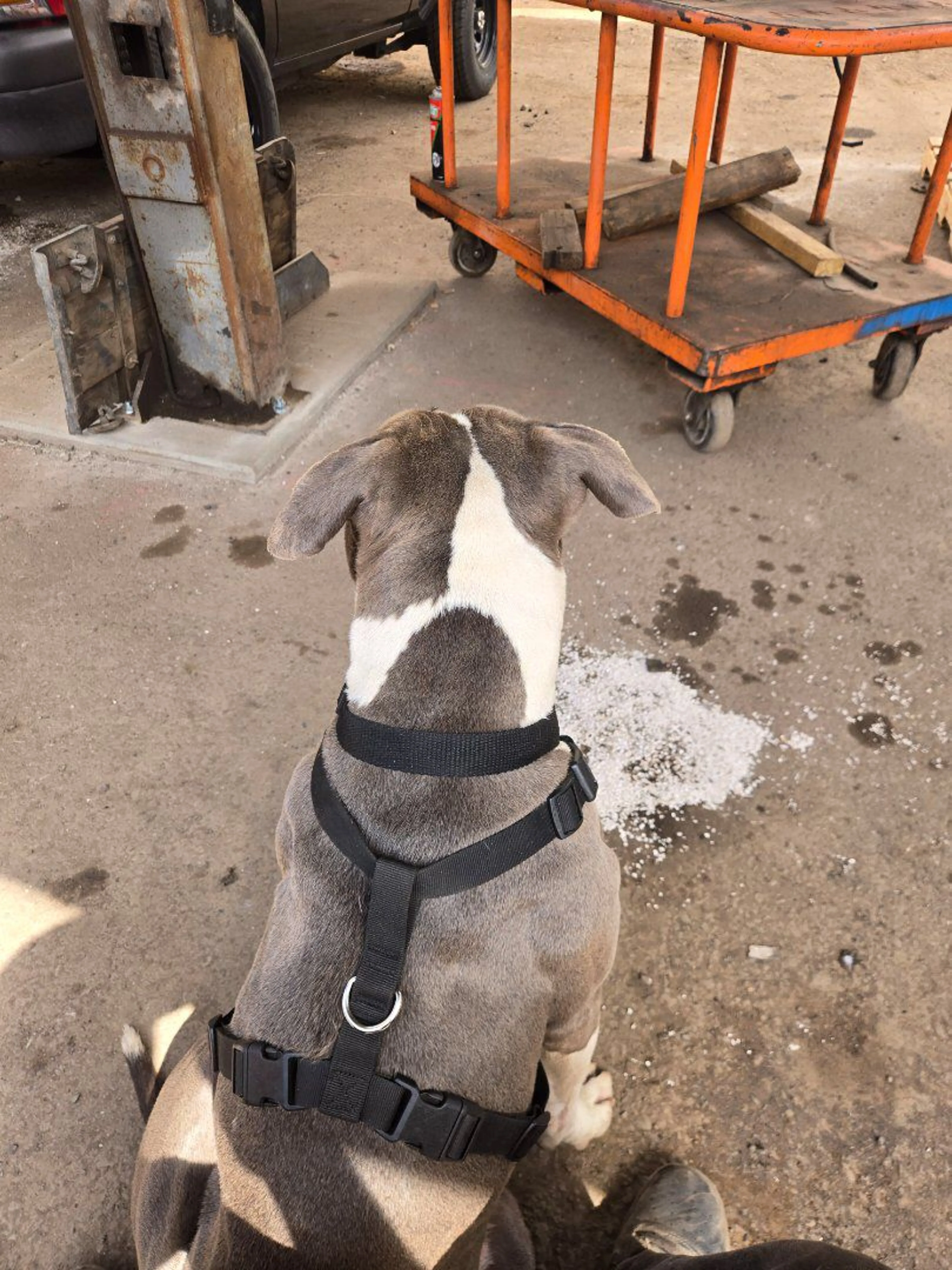 Lost pet-2