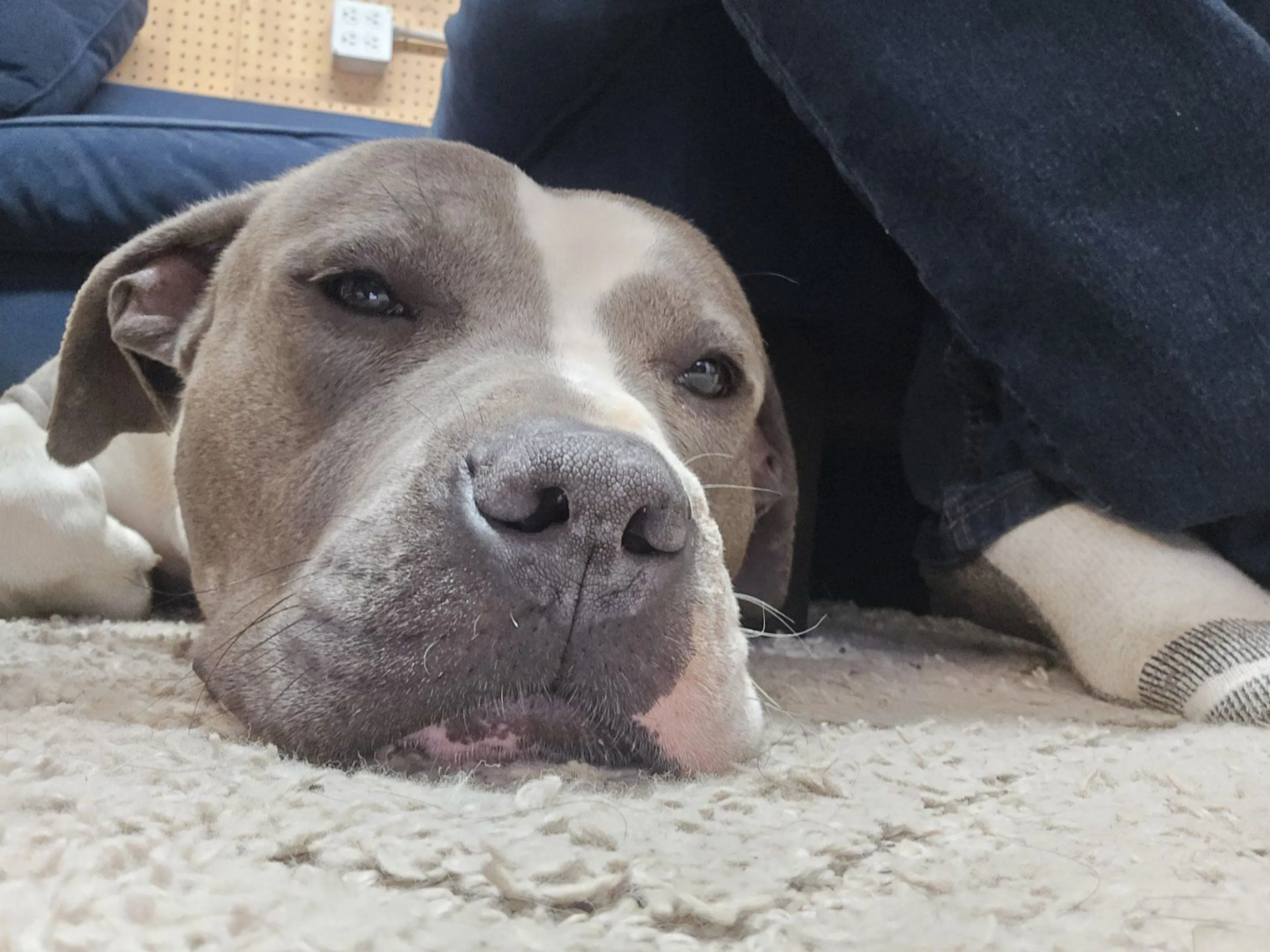 Lost pet-1