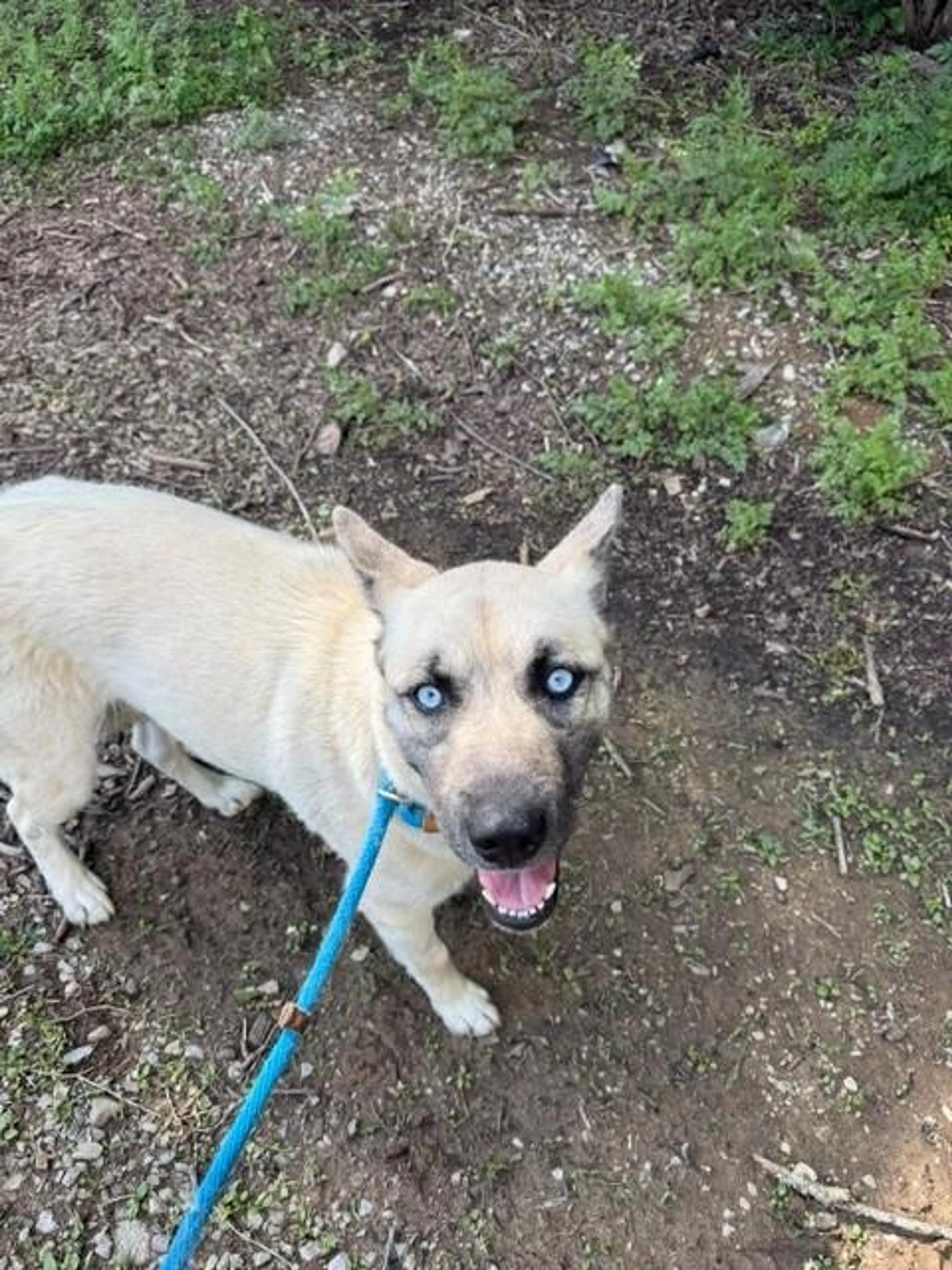 Found pet