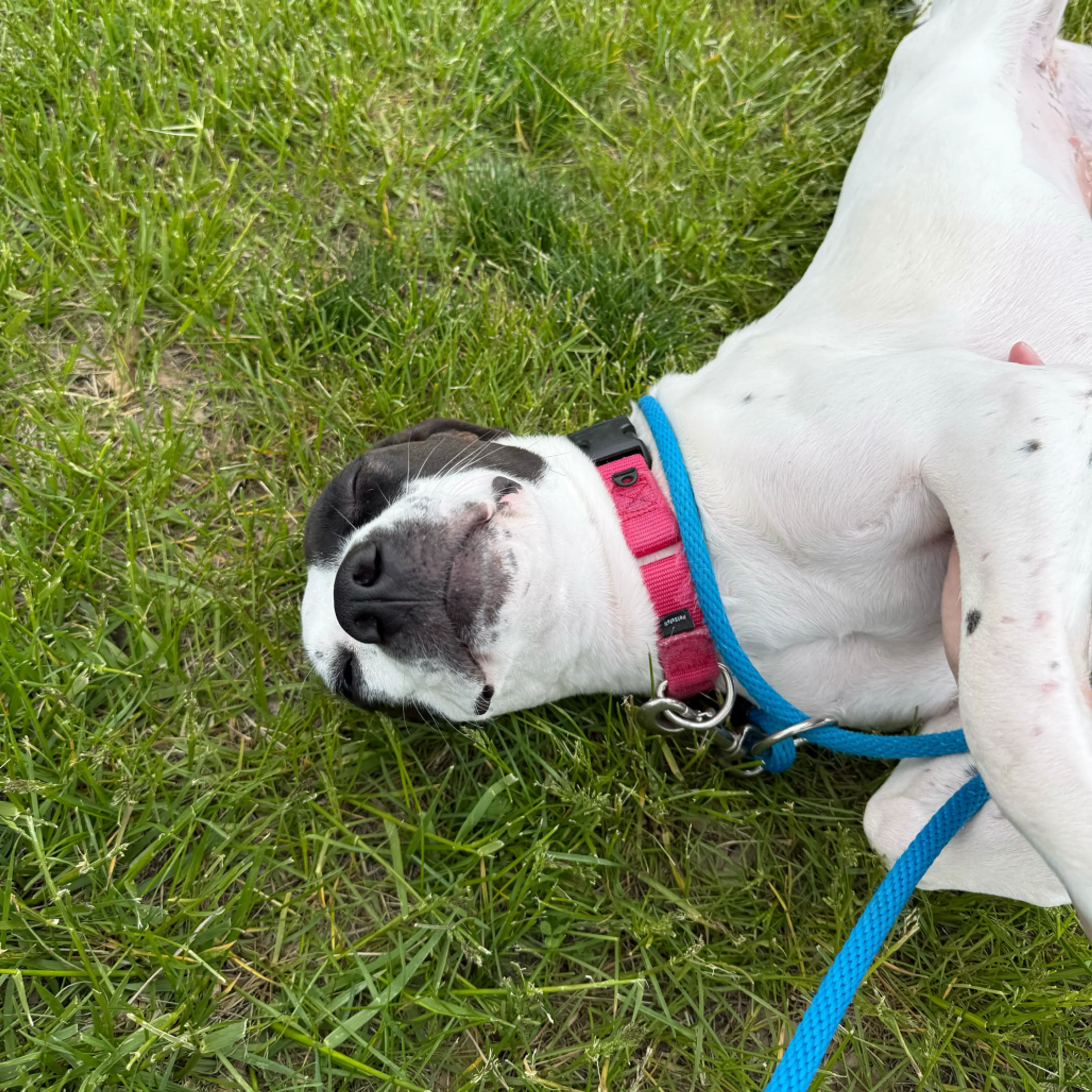 Found pet-3