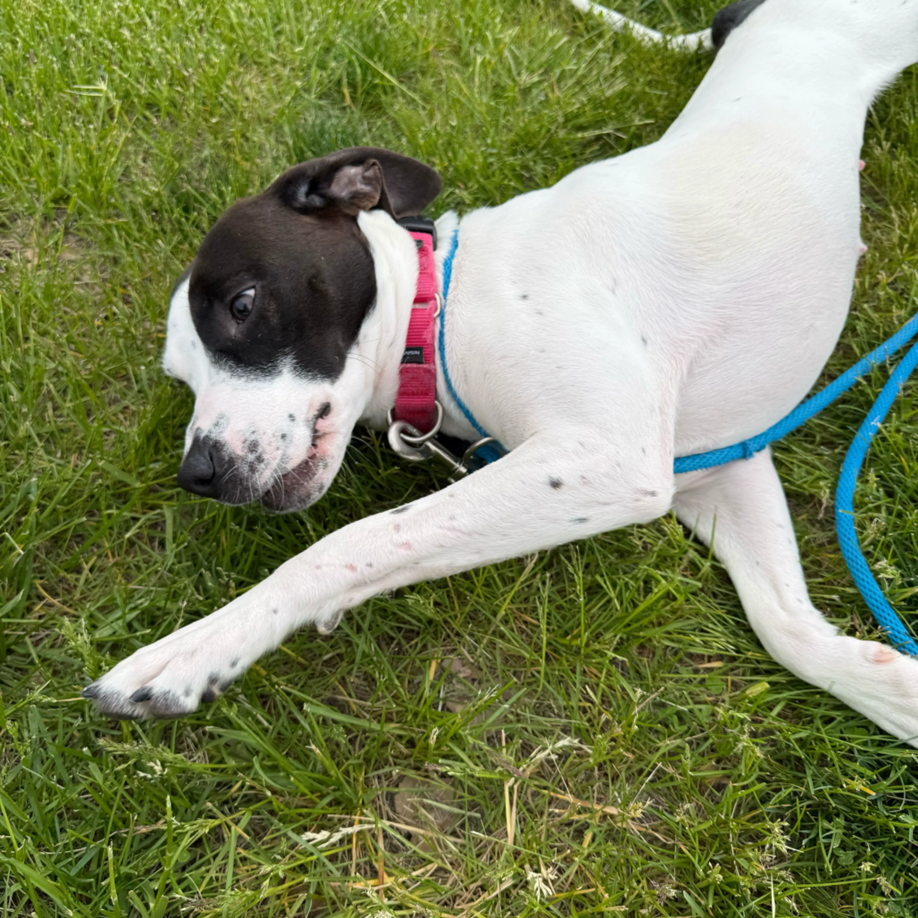 Found pet-2