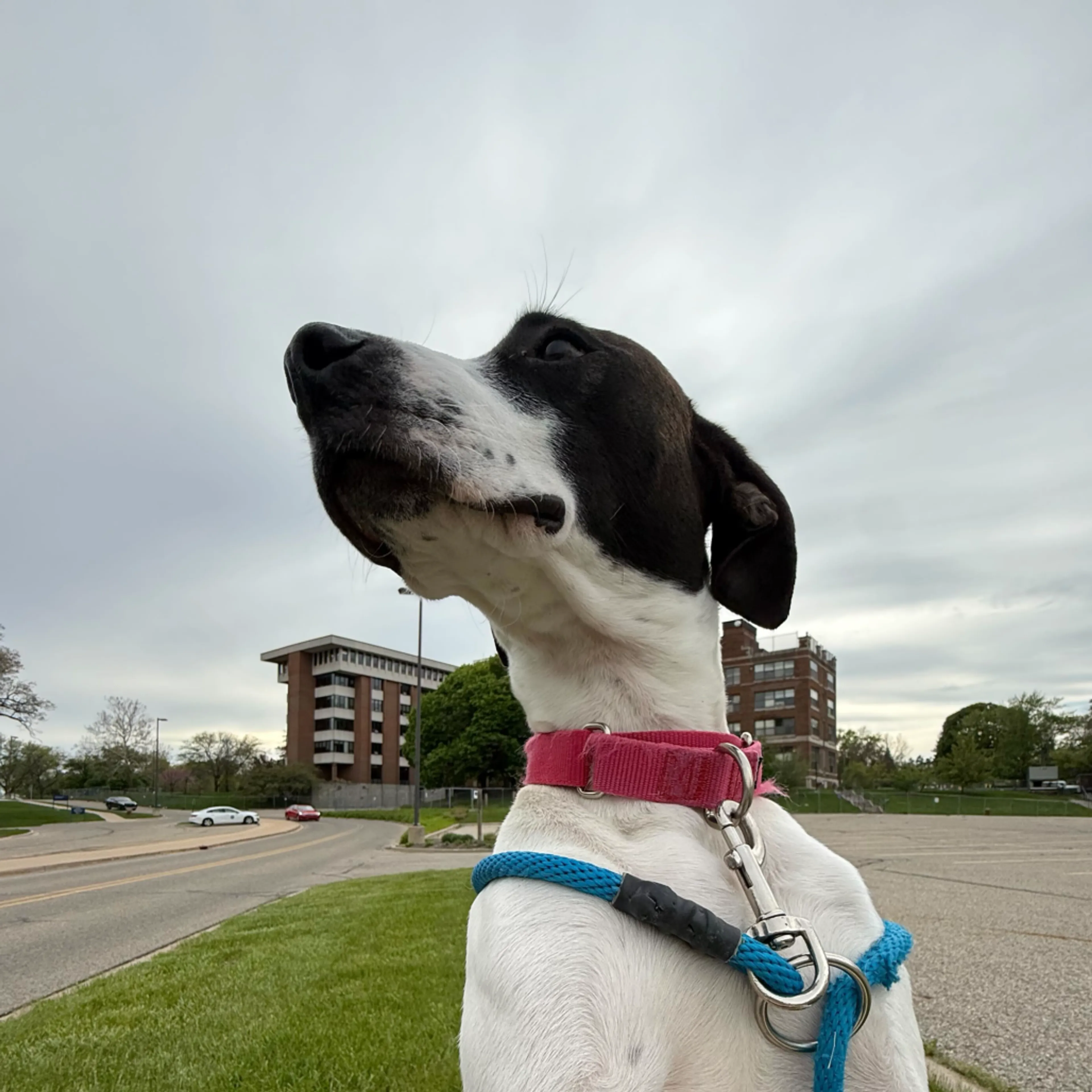 Found pet-4