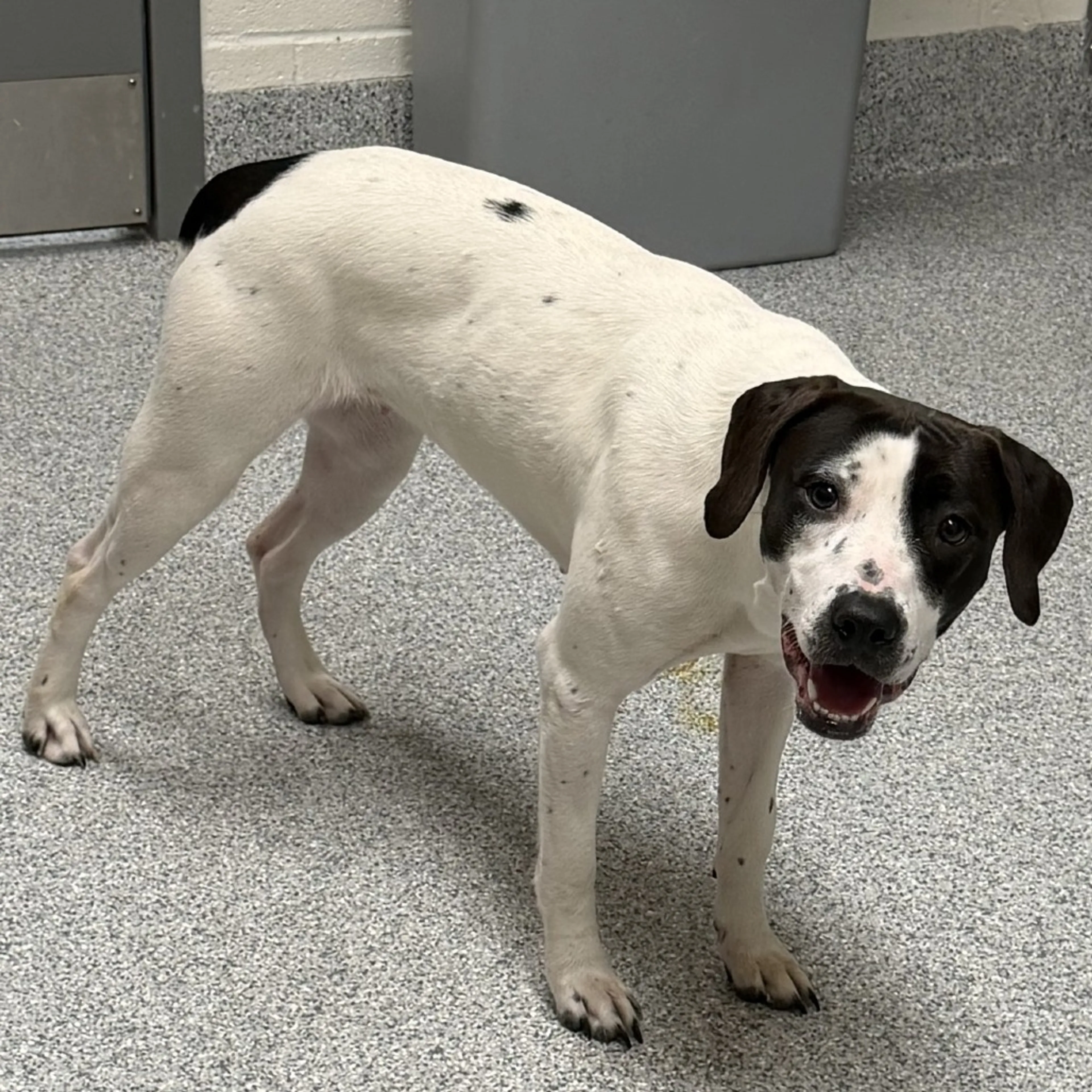 Found pet-1