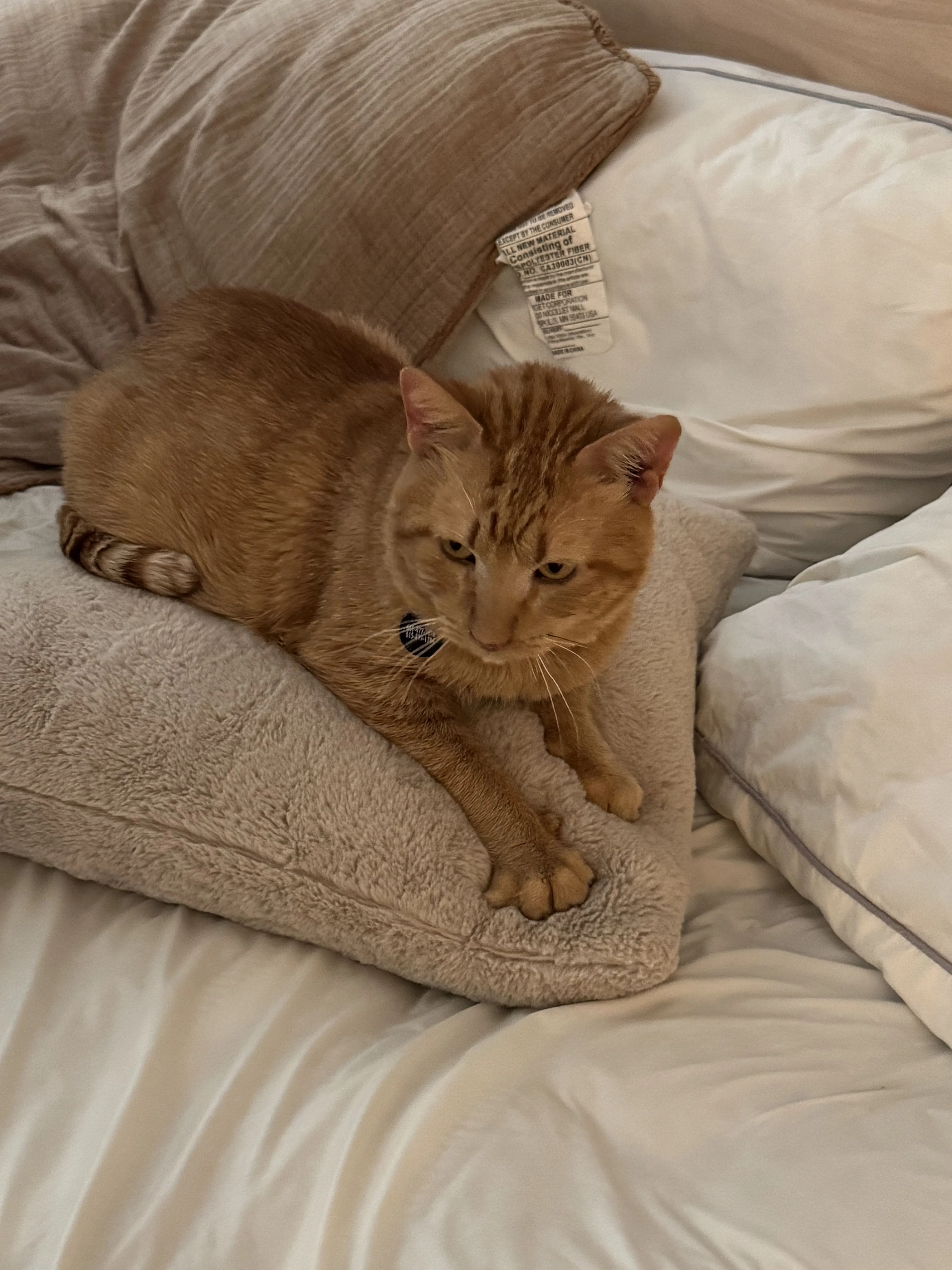 Lost pet
