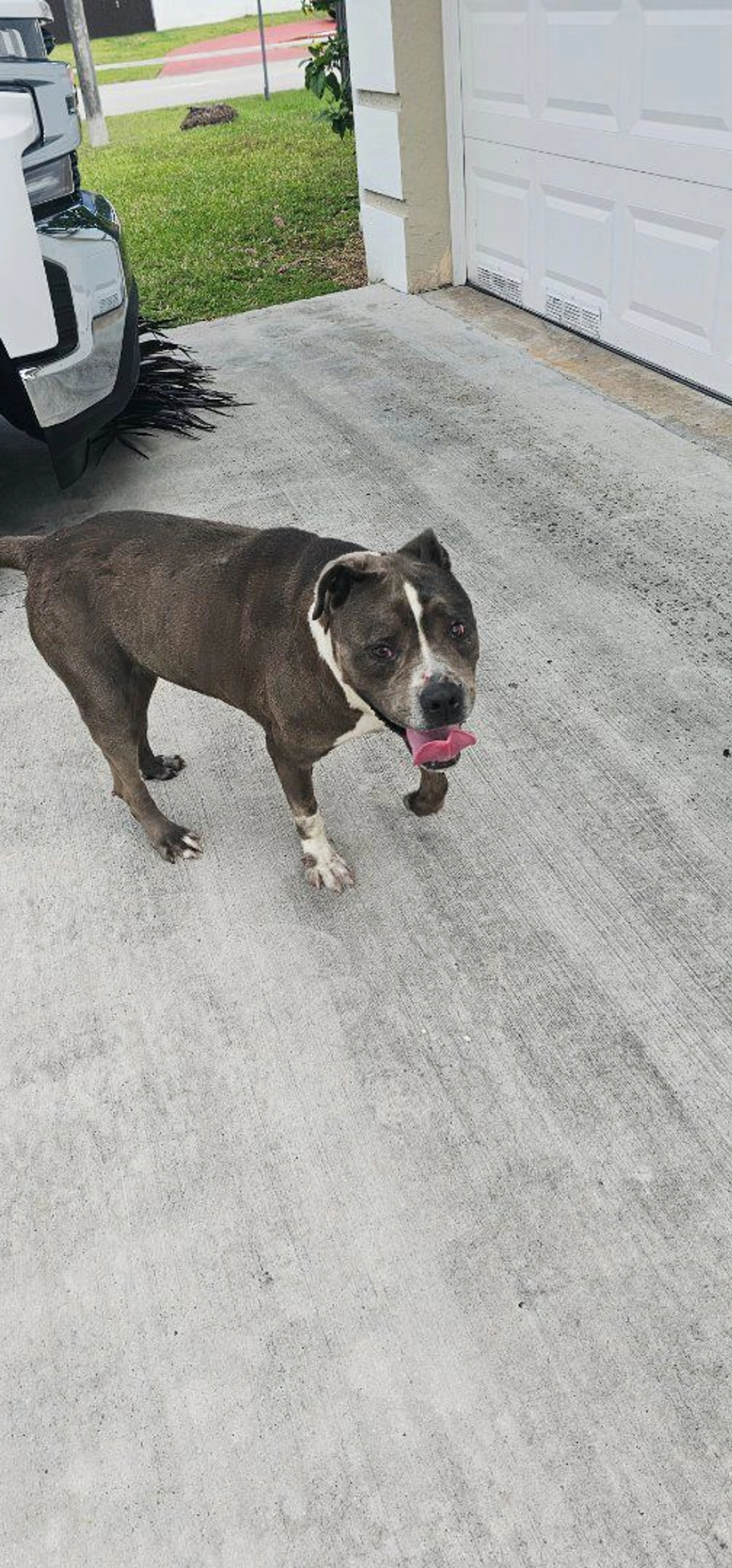 Lost pet