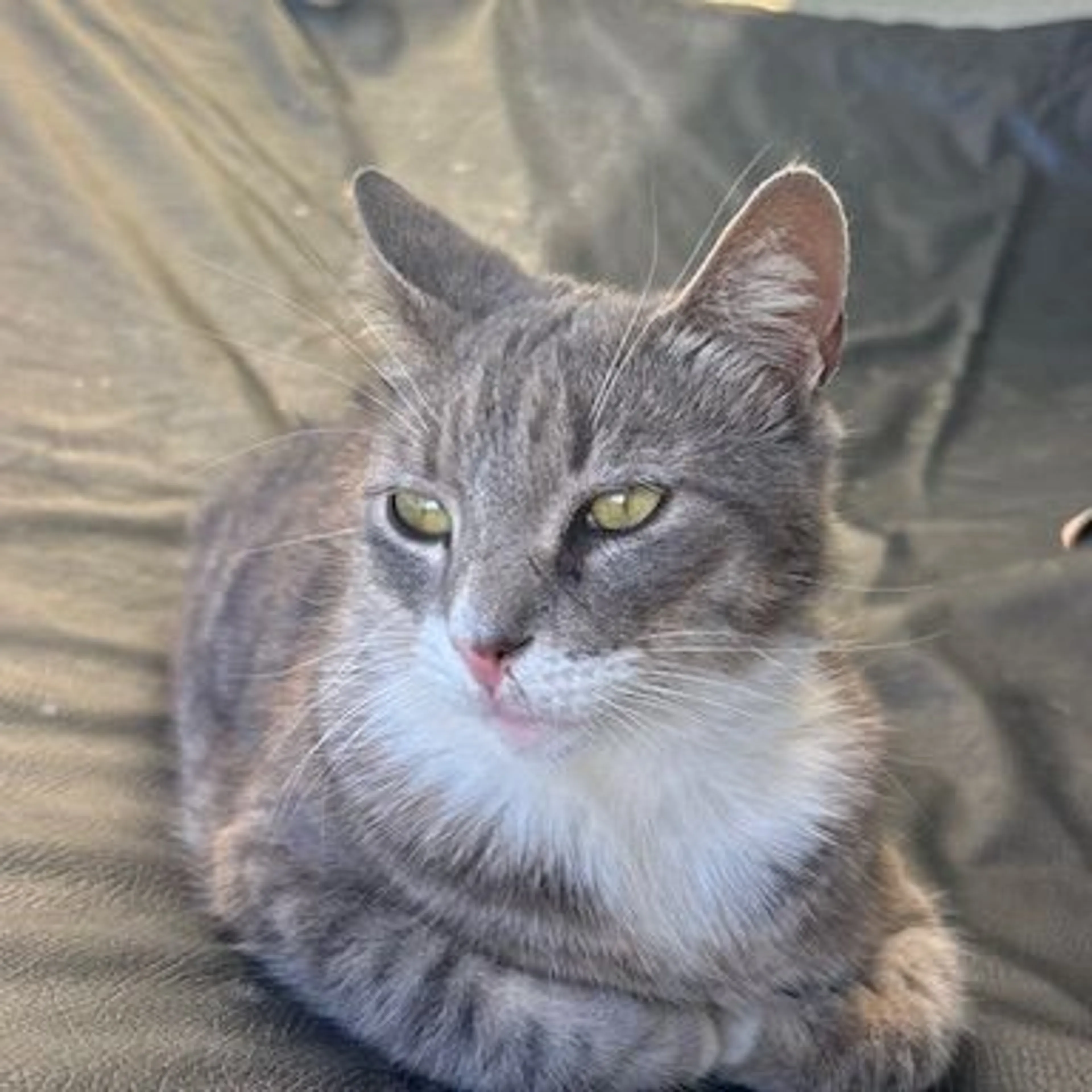 Lost pet