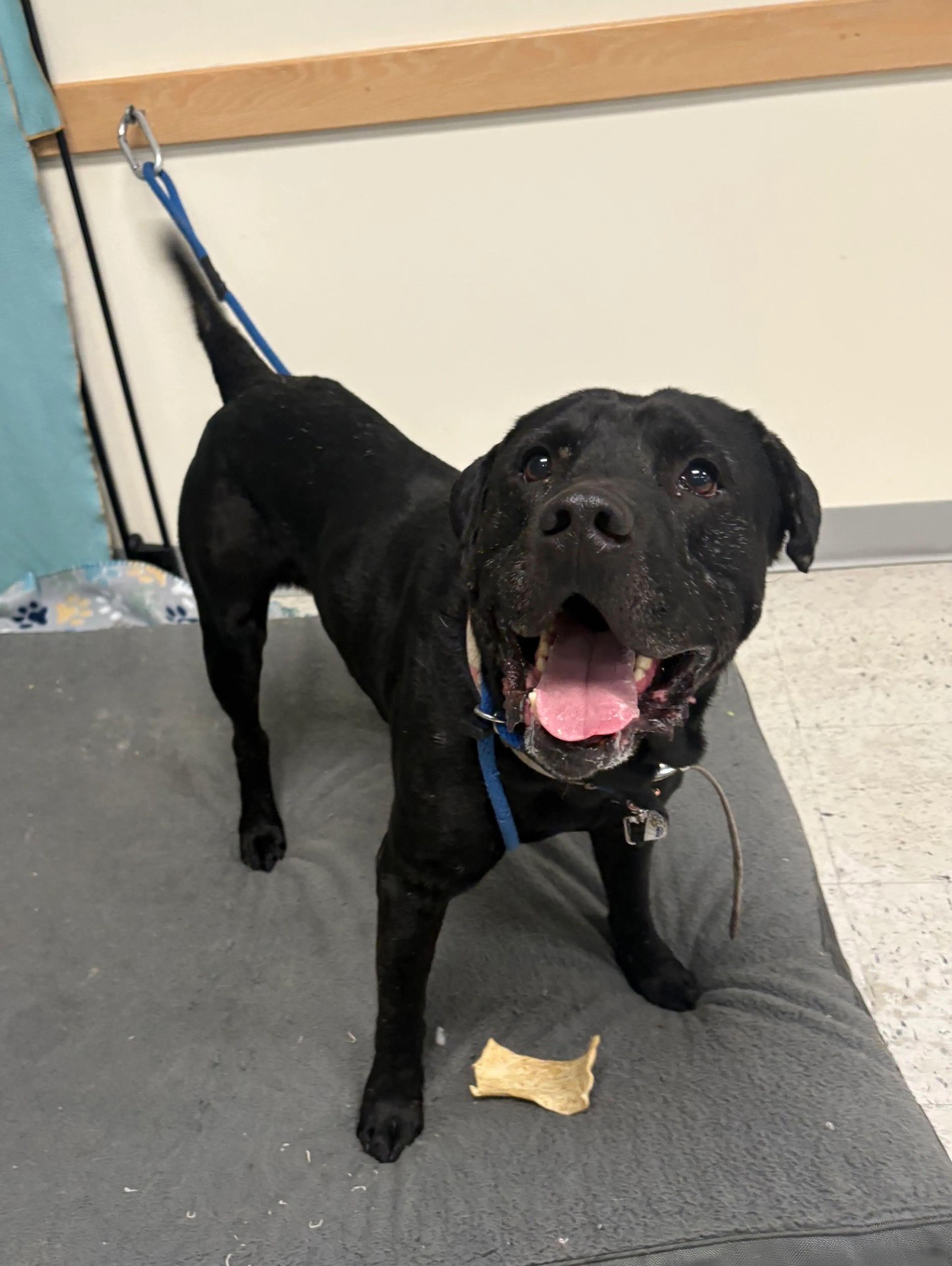 Found pet-6