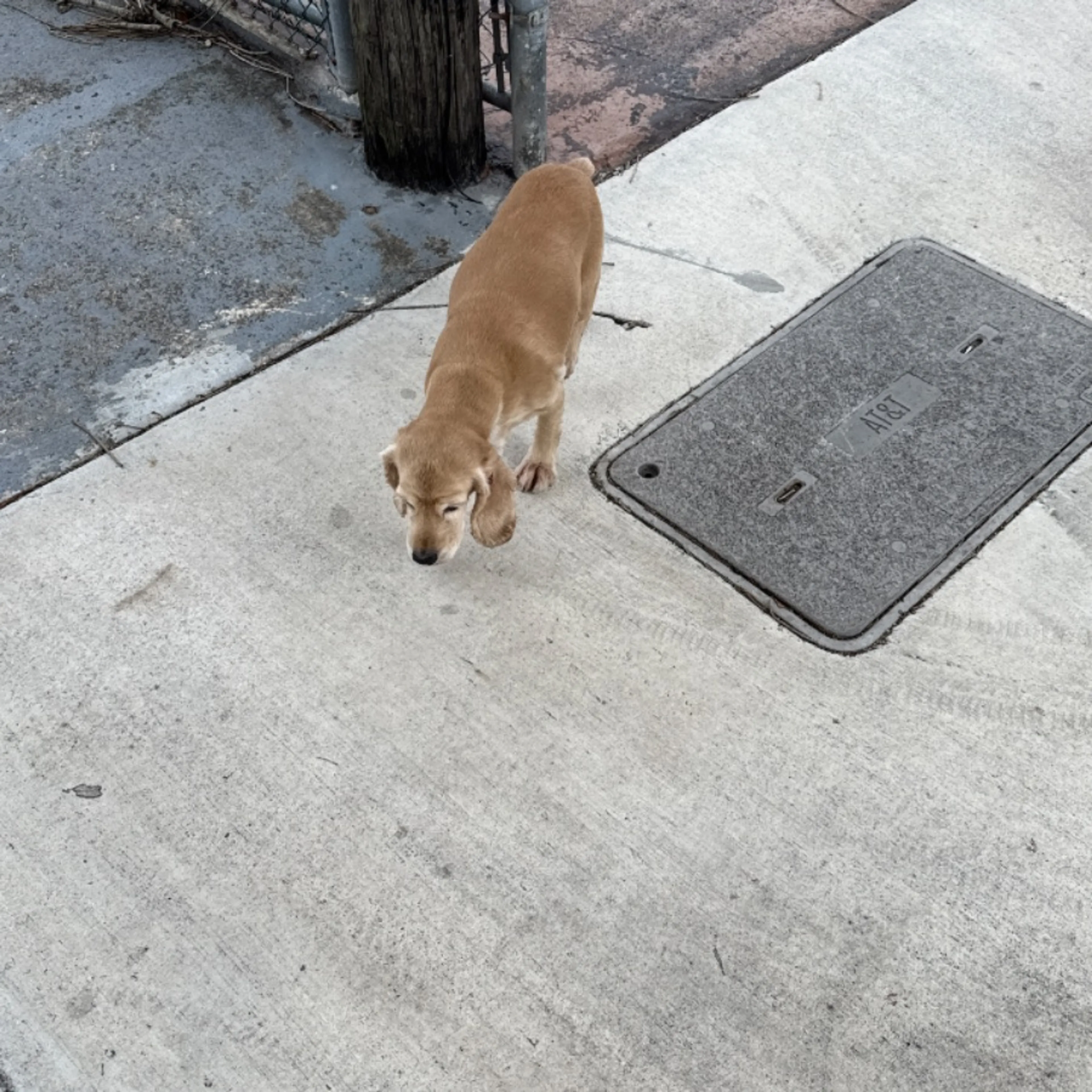 Found pet
