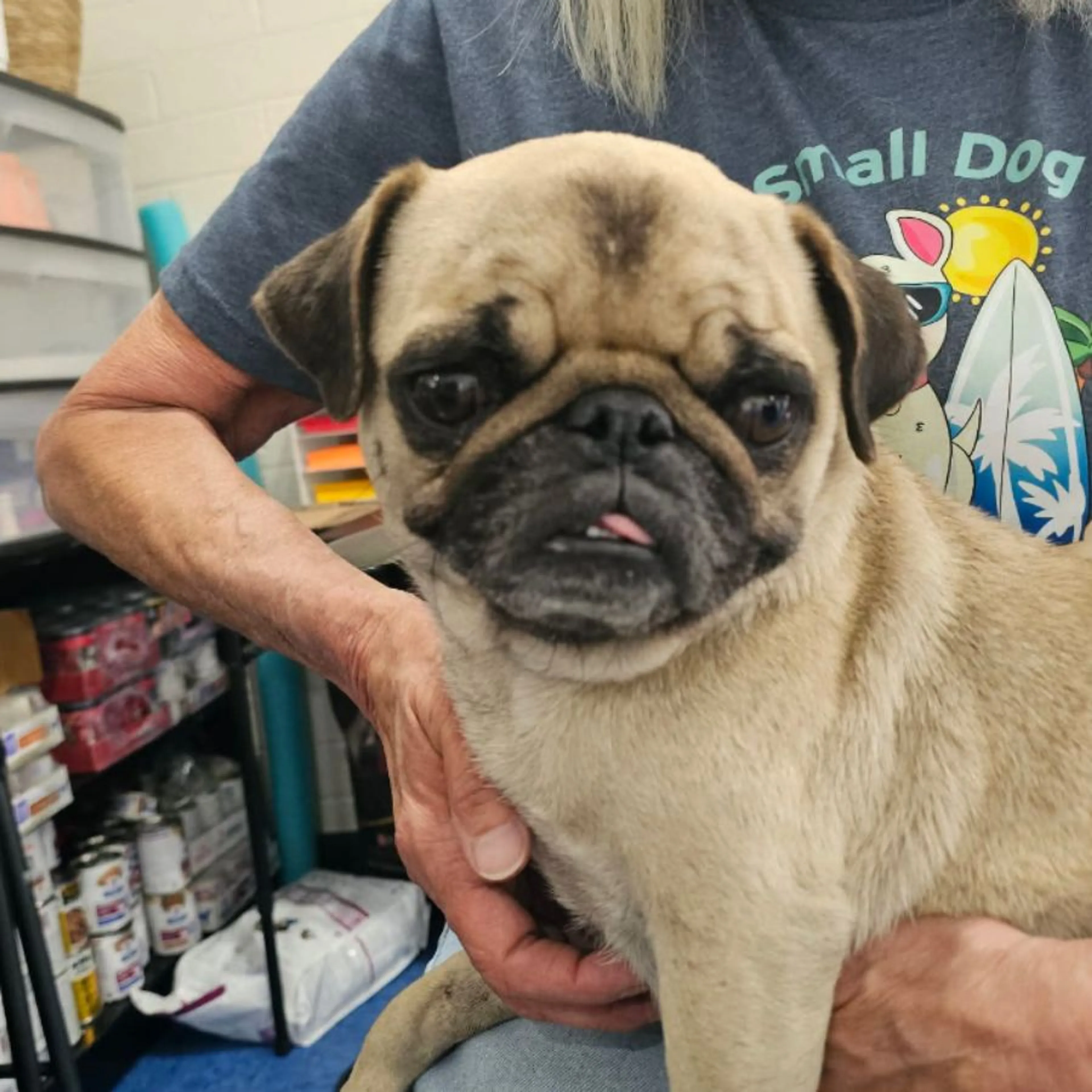 Found pet
