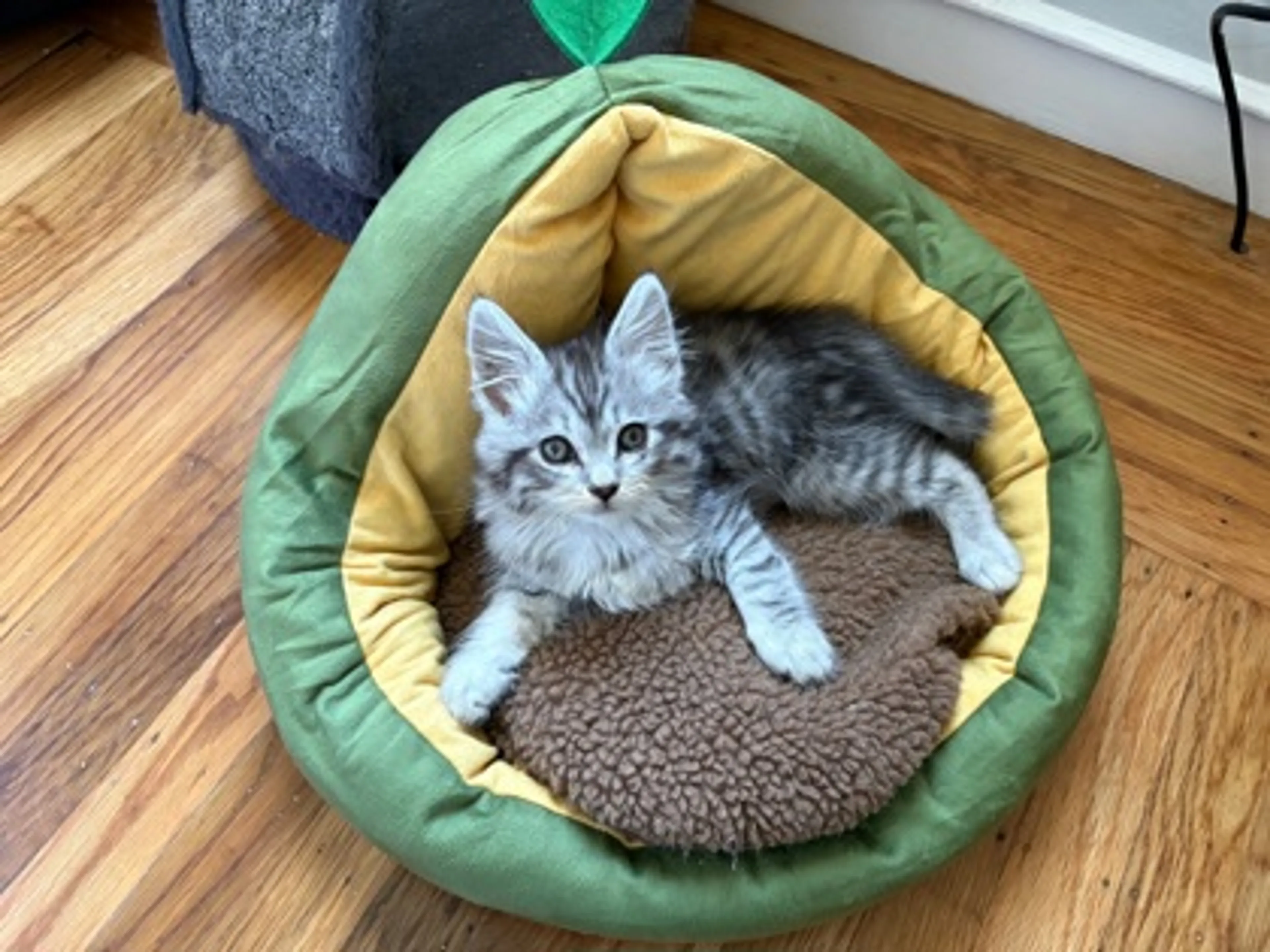 Found pet