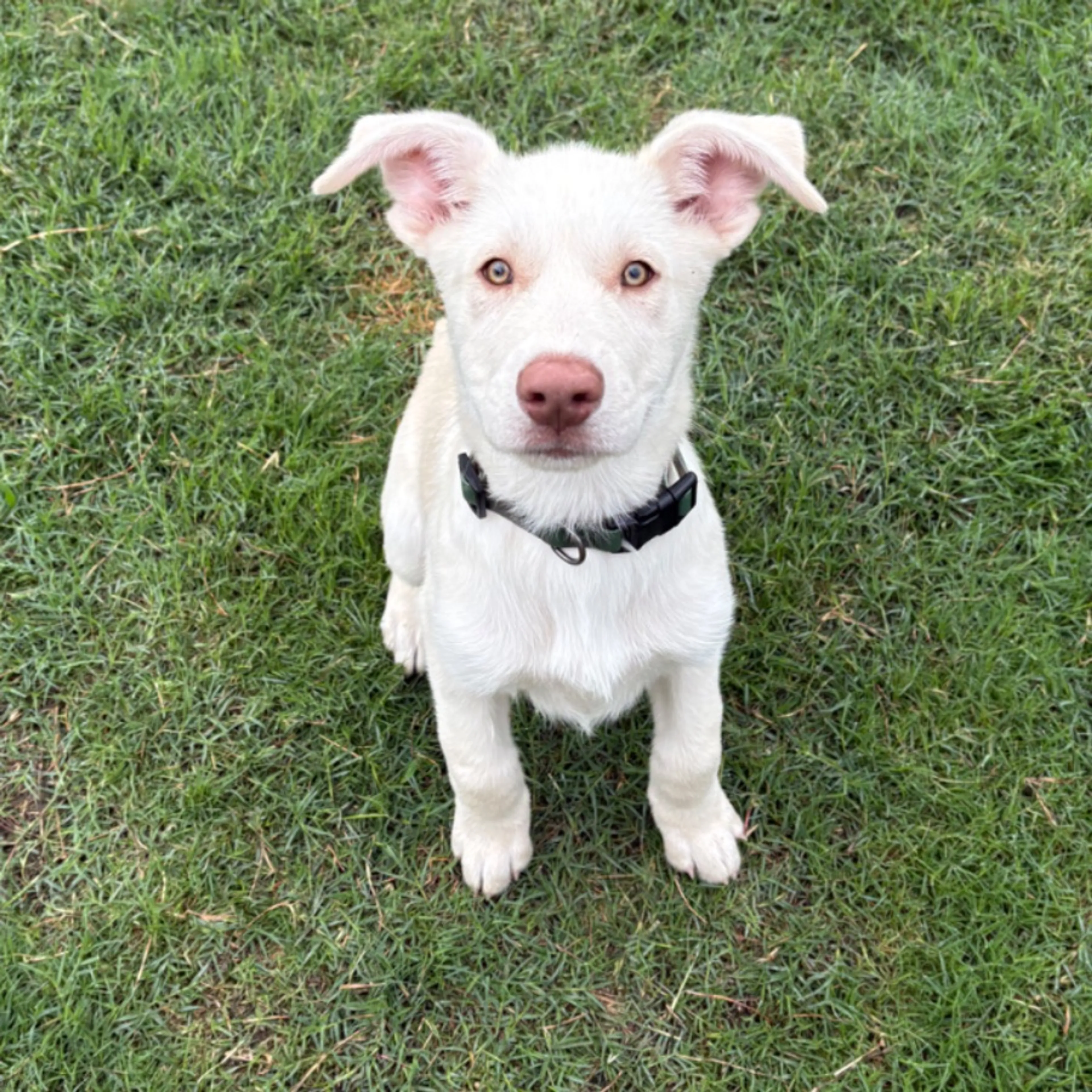 Found pet