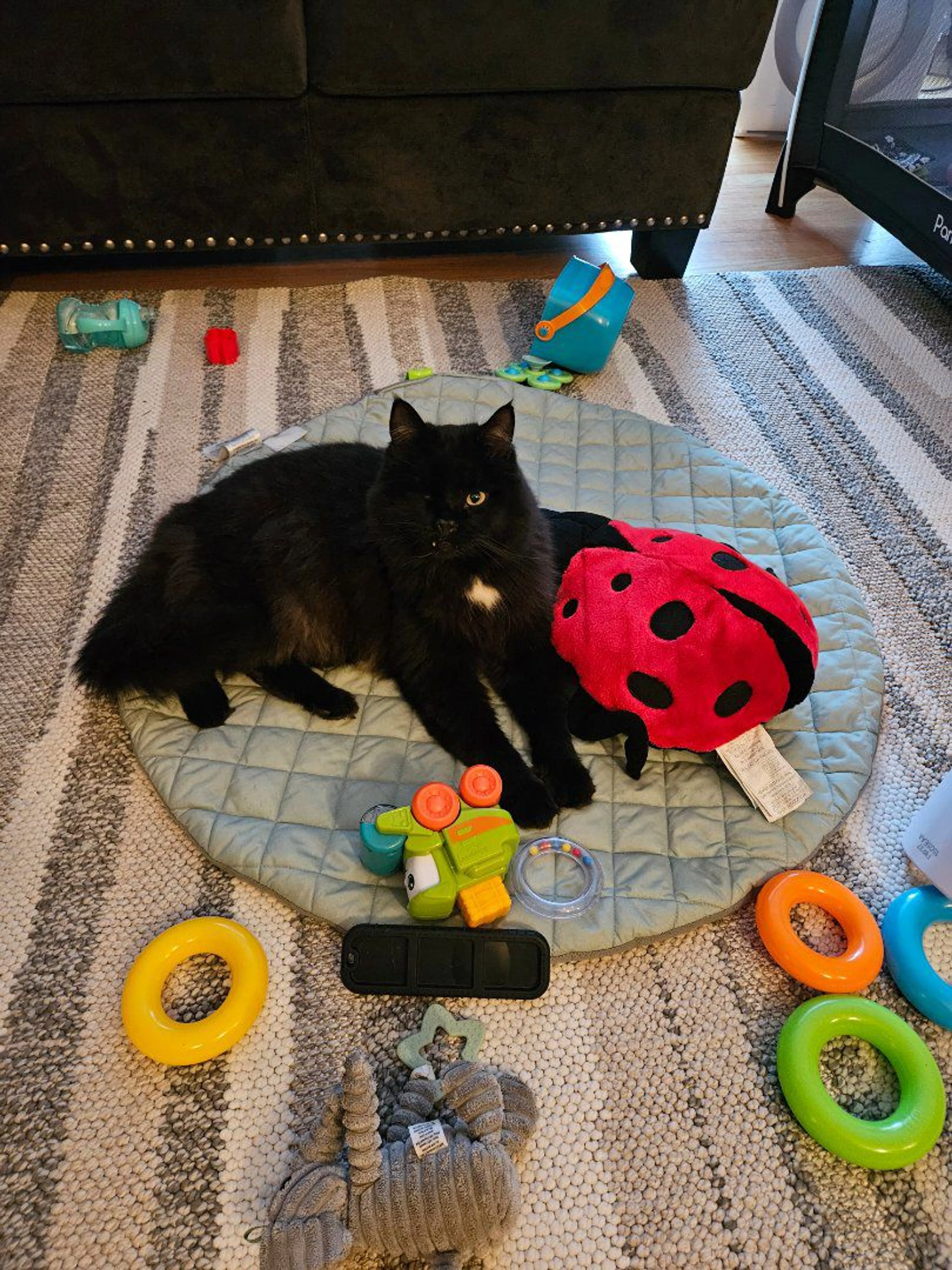 Lost pet-1