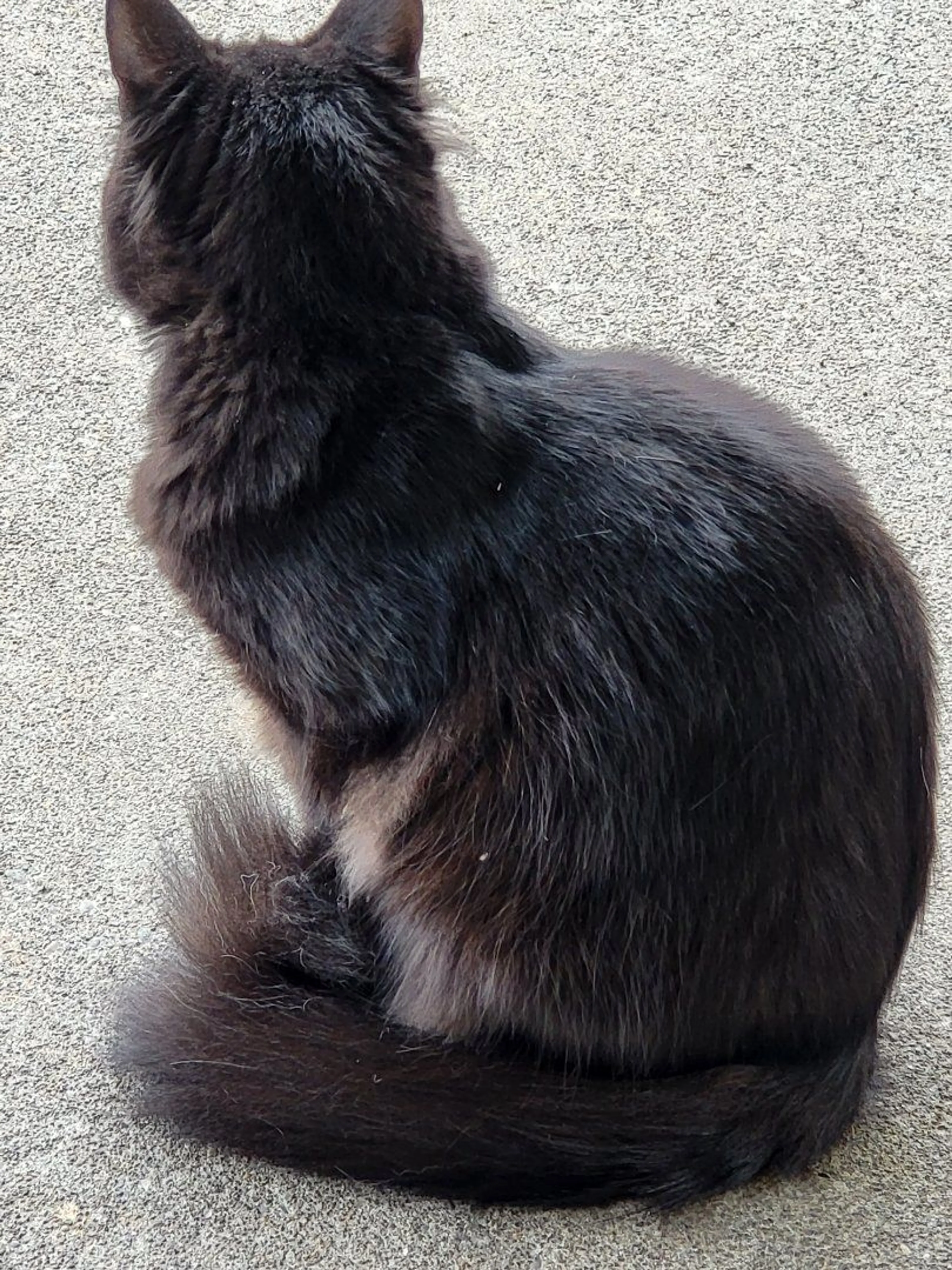 Lost pet-0