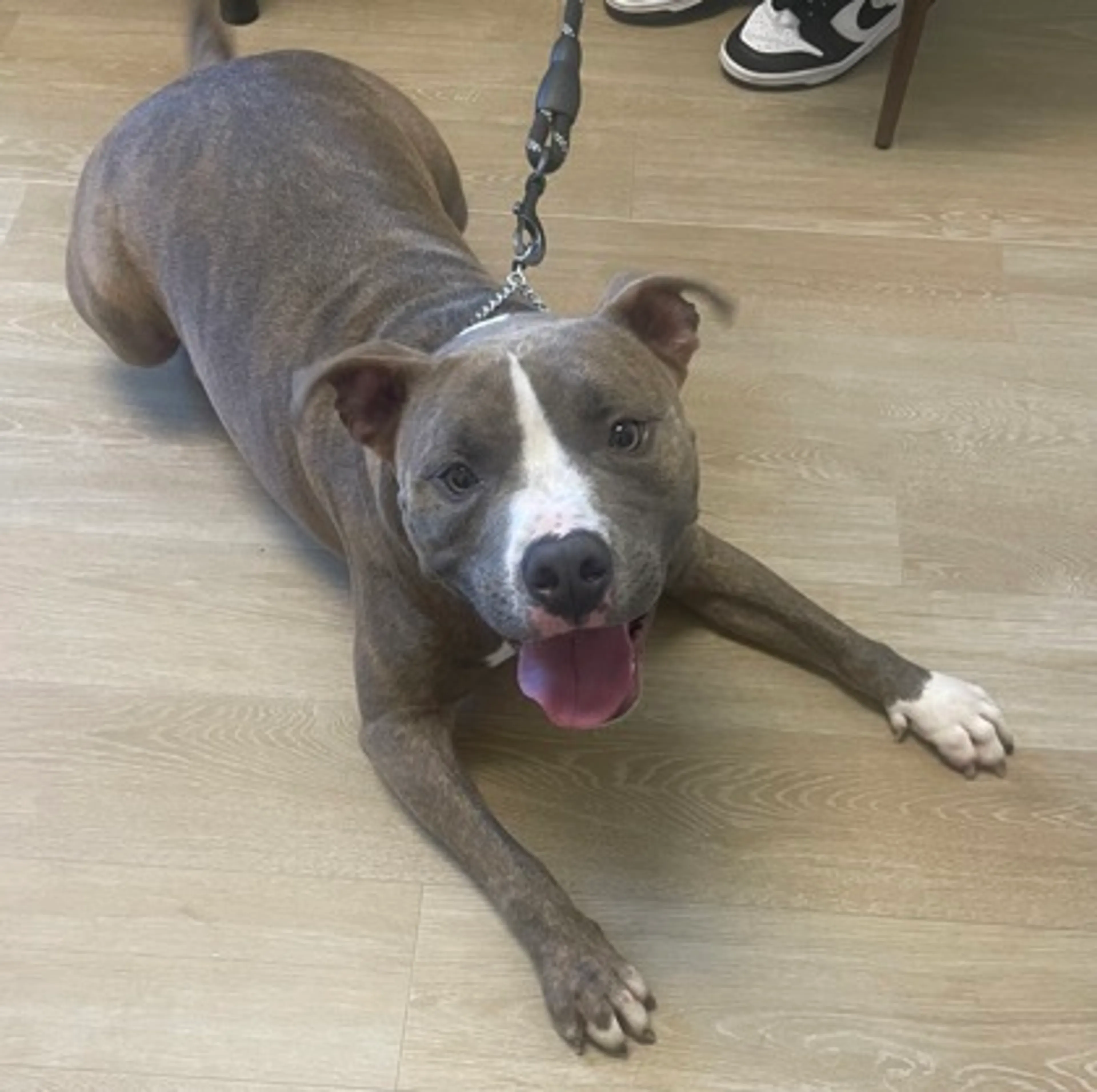 Found pet-1