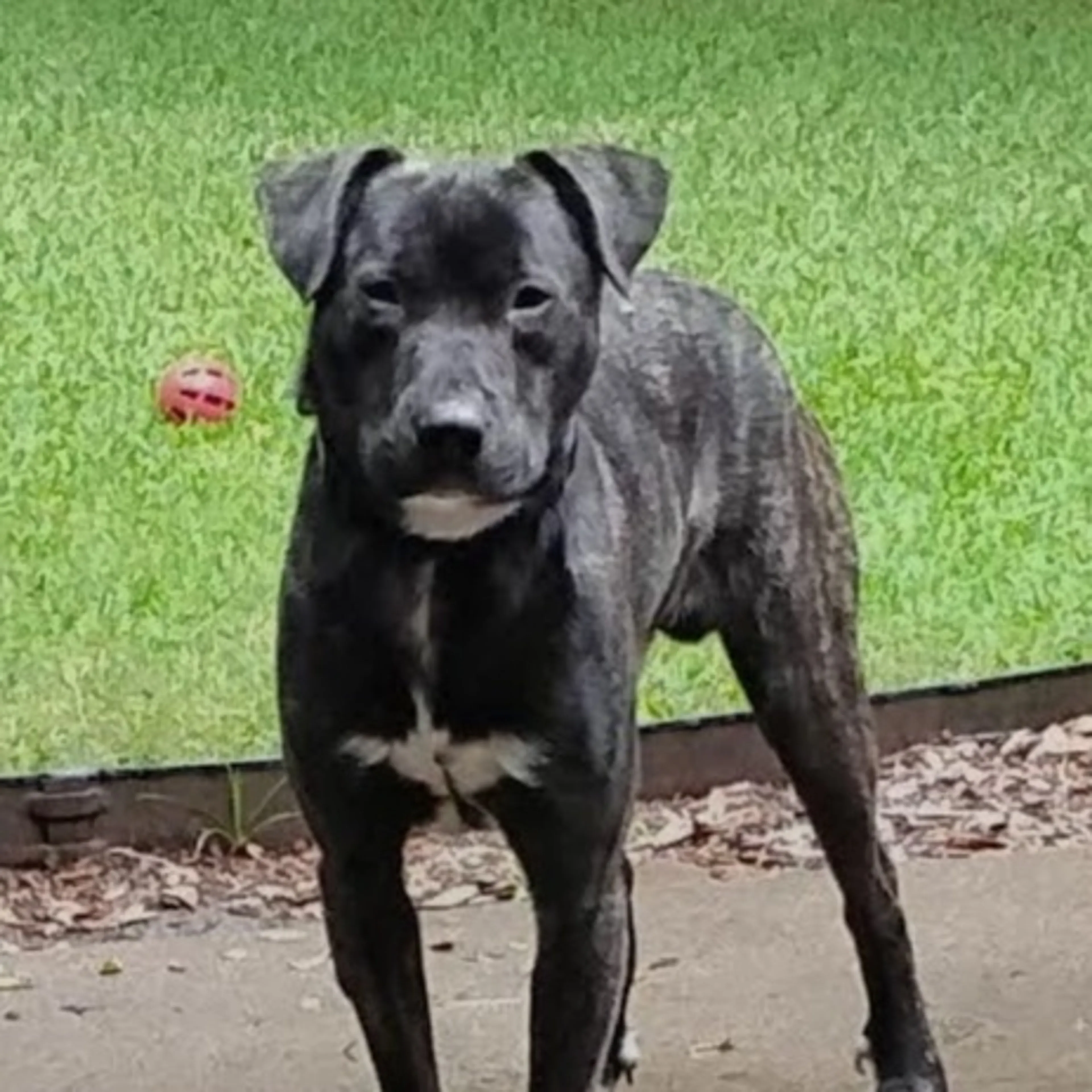Found pet