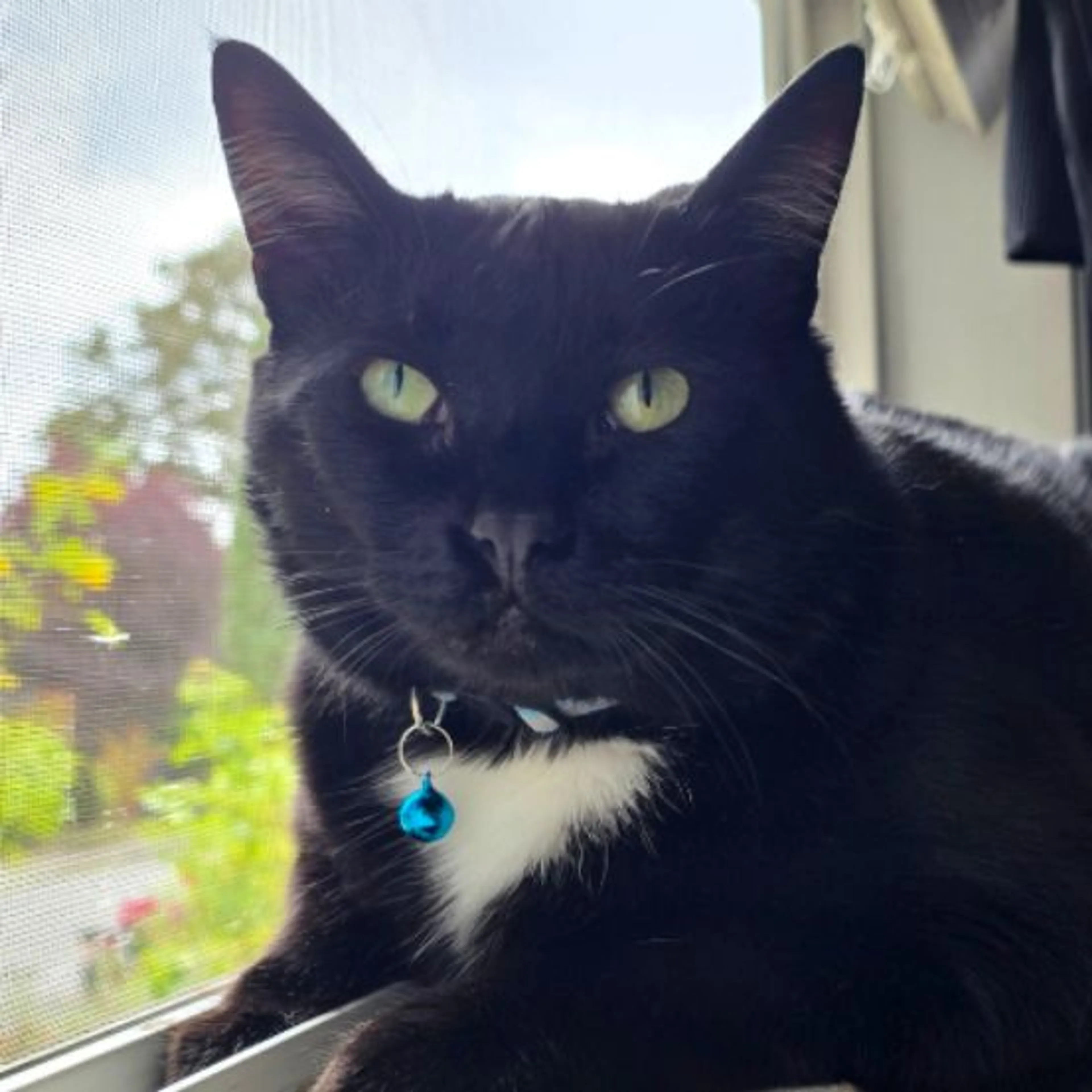 Lost pet