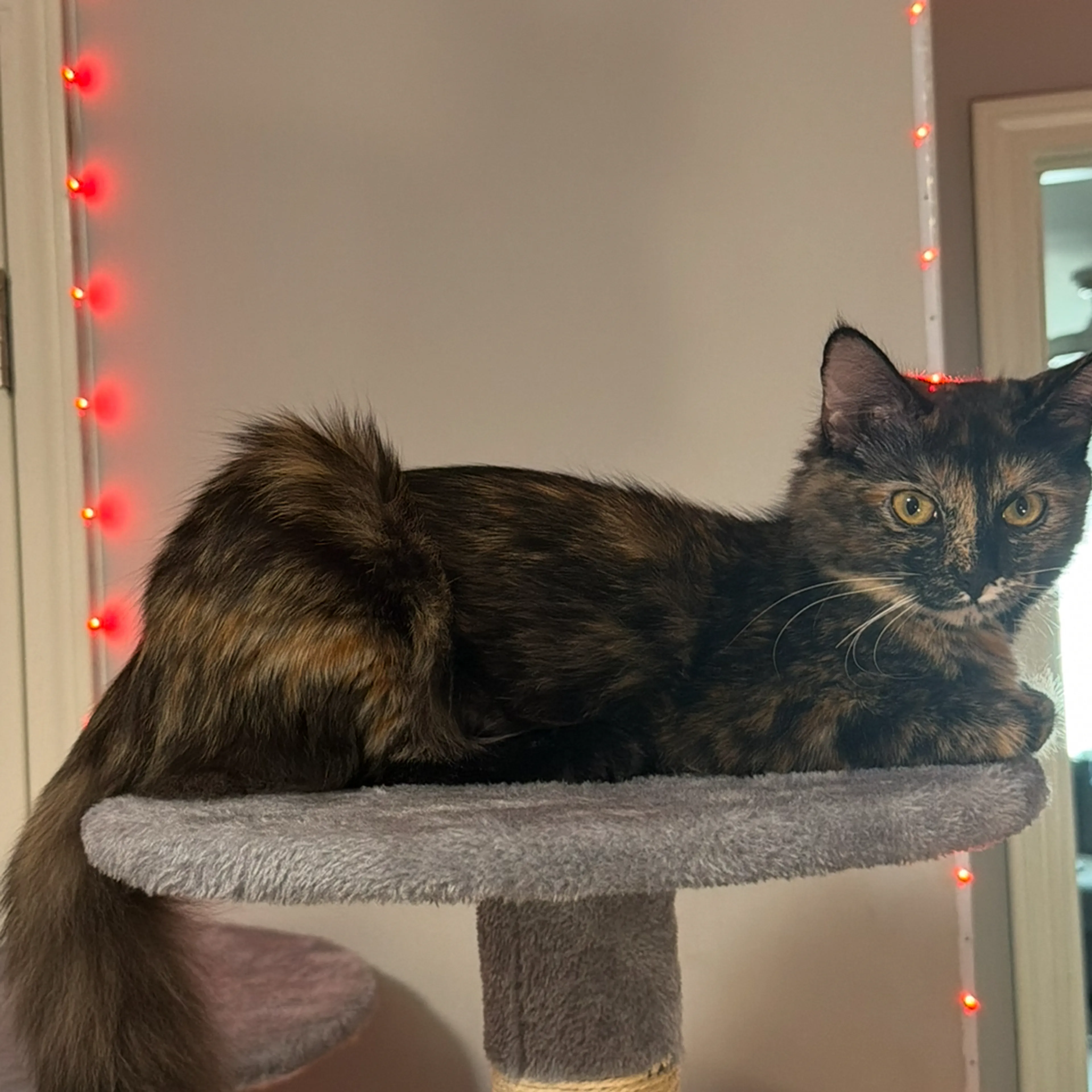 Lost pet-1