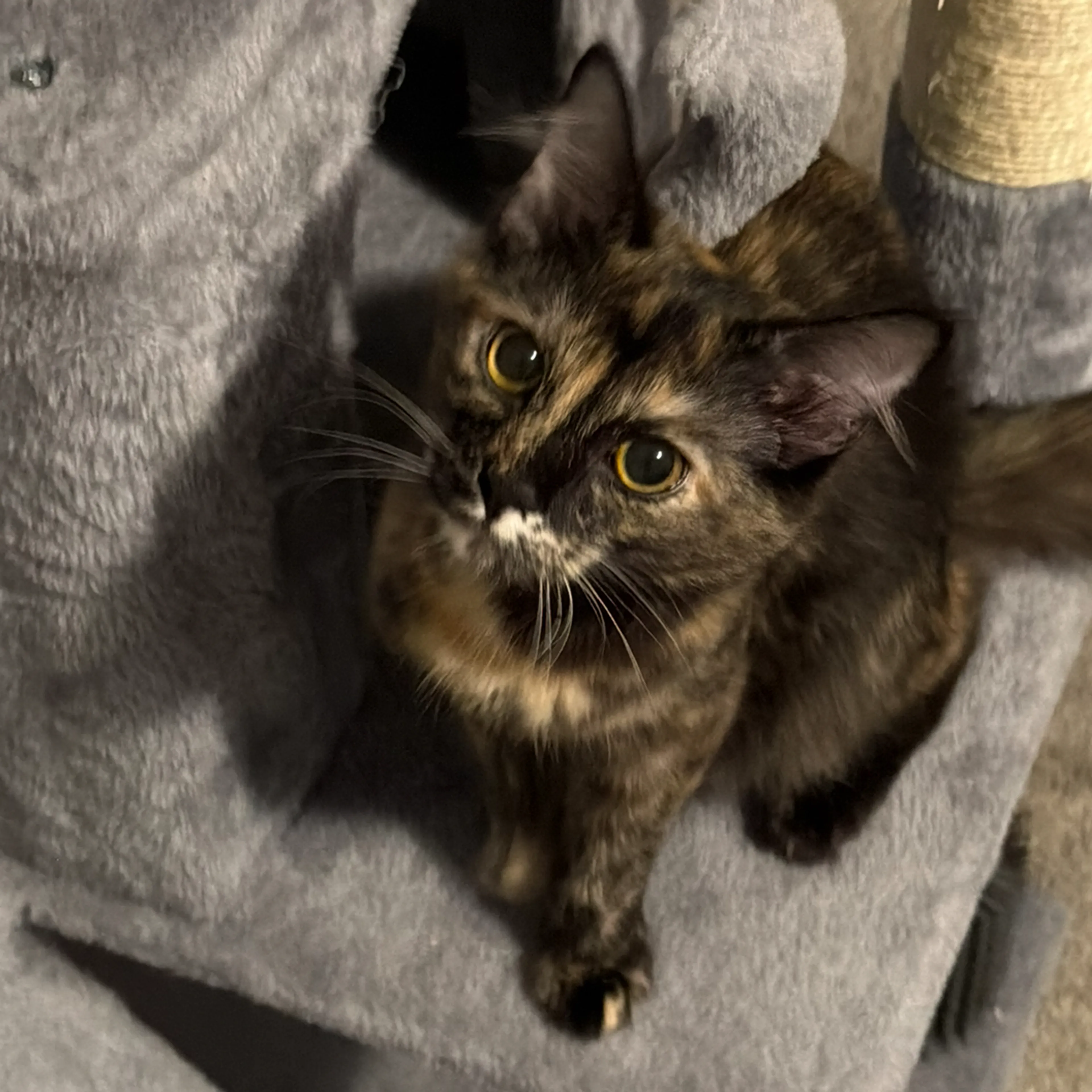 Lost pet-2