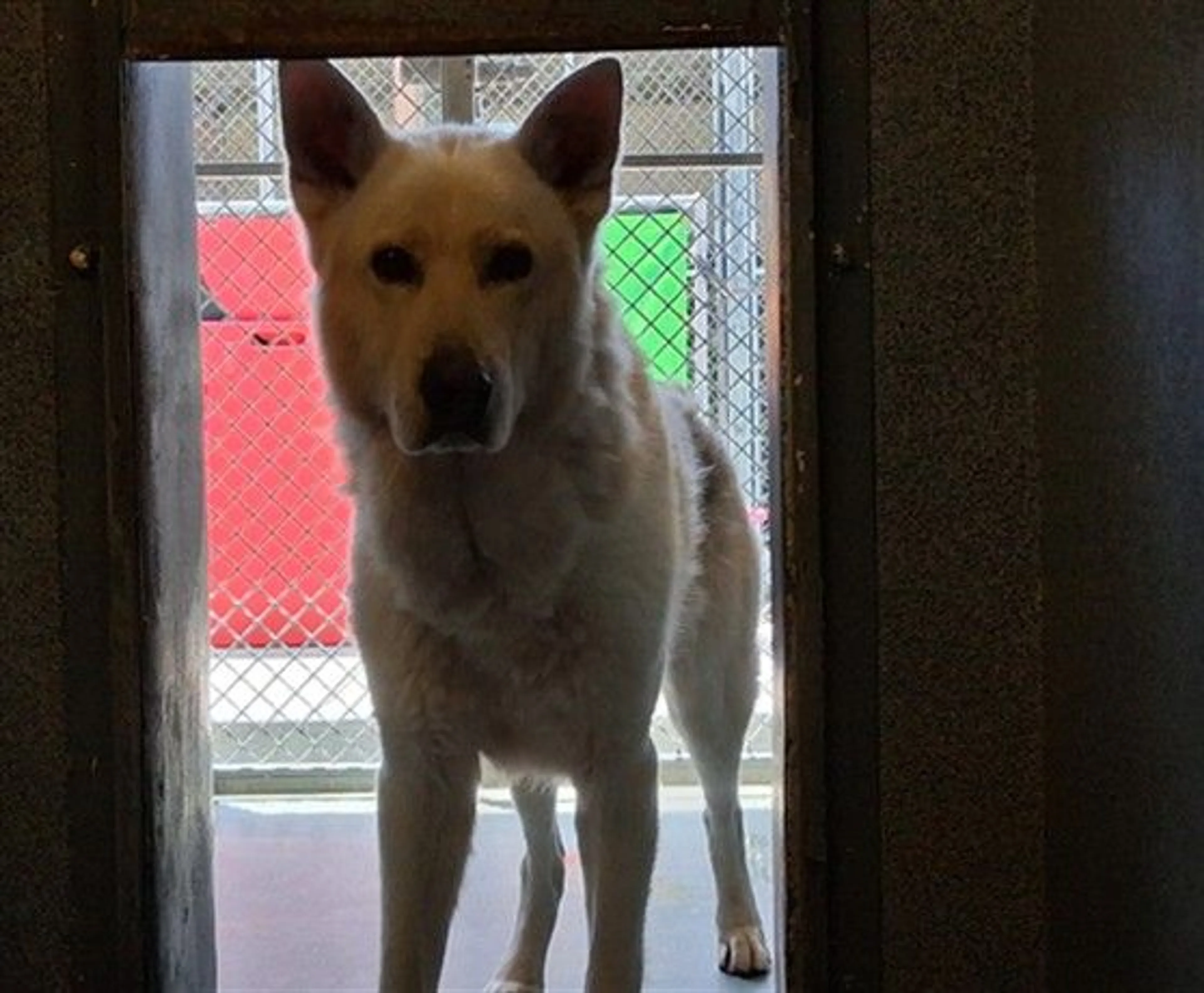 Found pet