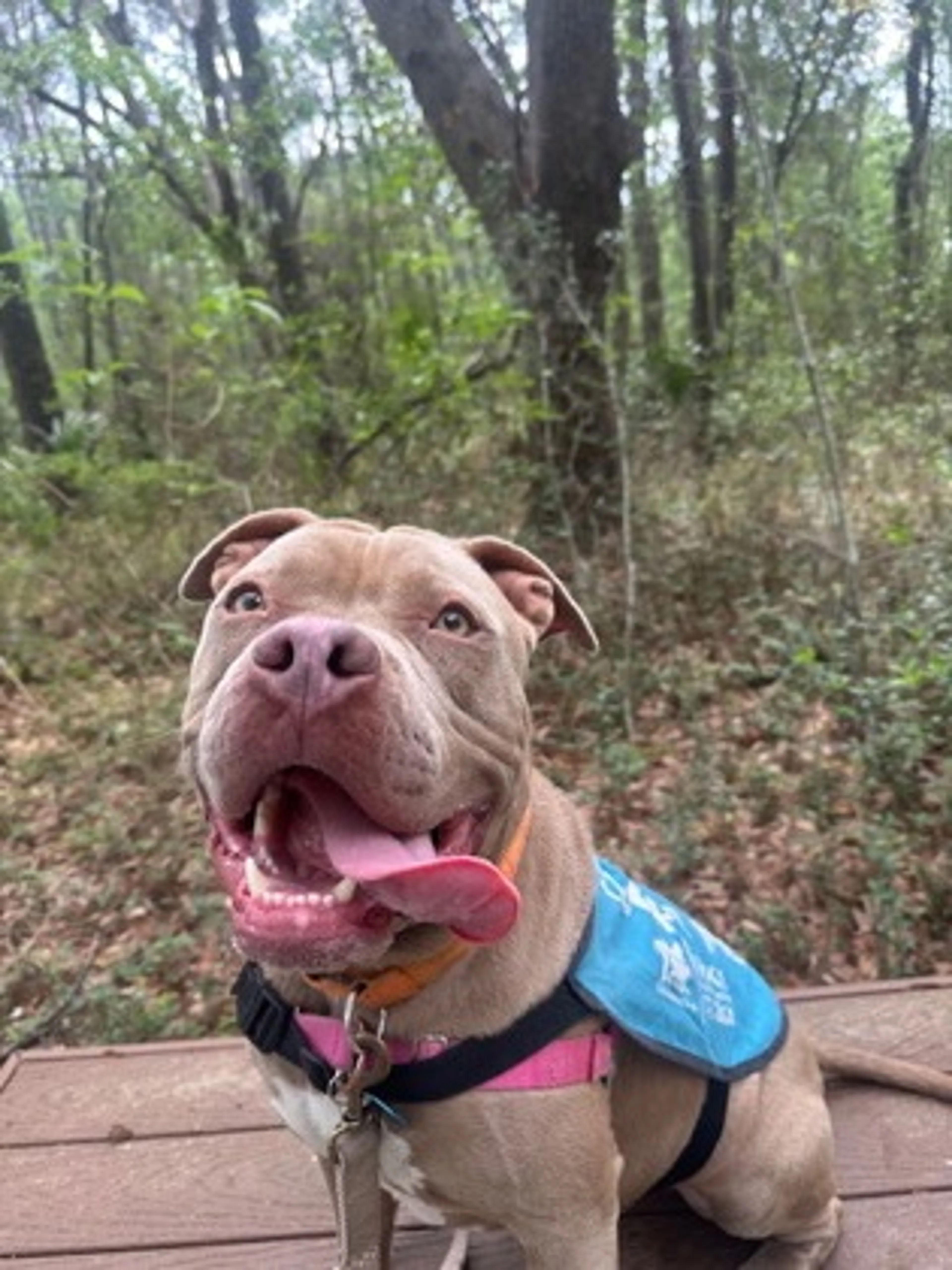 Found pet-1